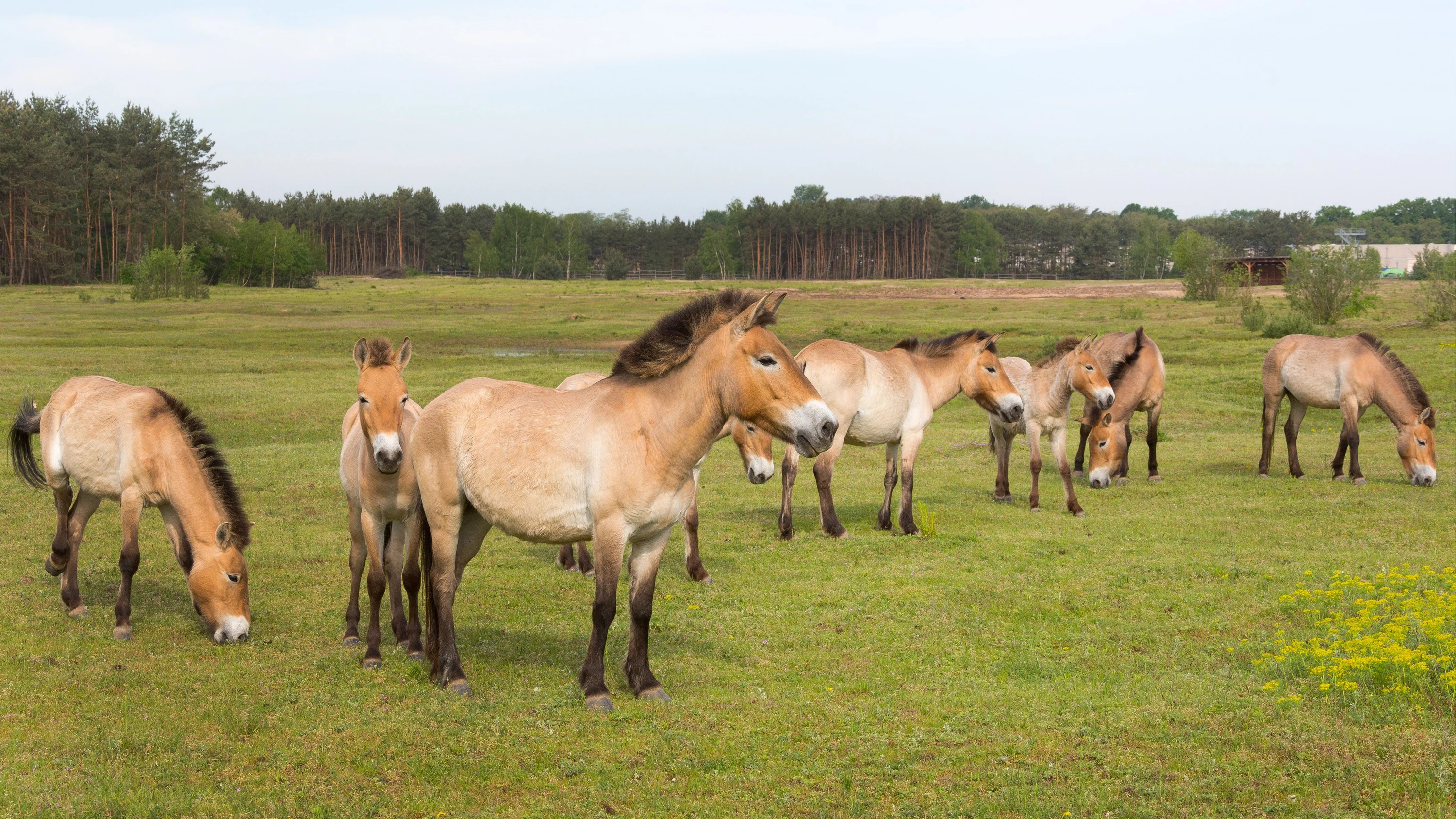 Rhein-Main-Liveblog: Przewalski-Herde in Hanau verliert zwei Pferde