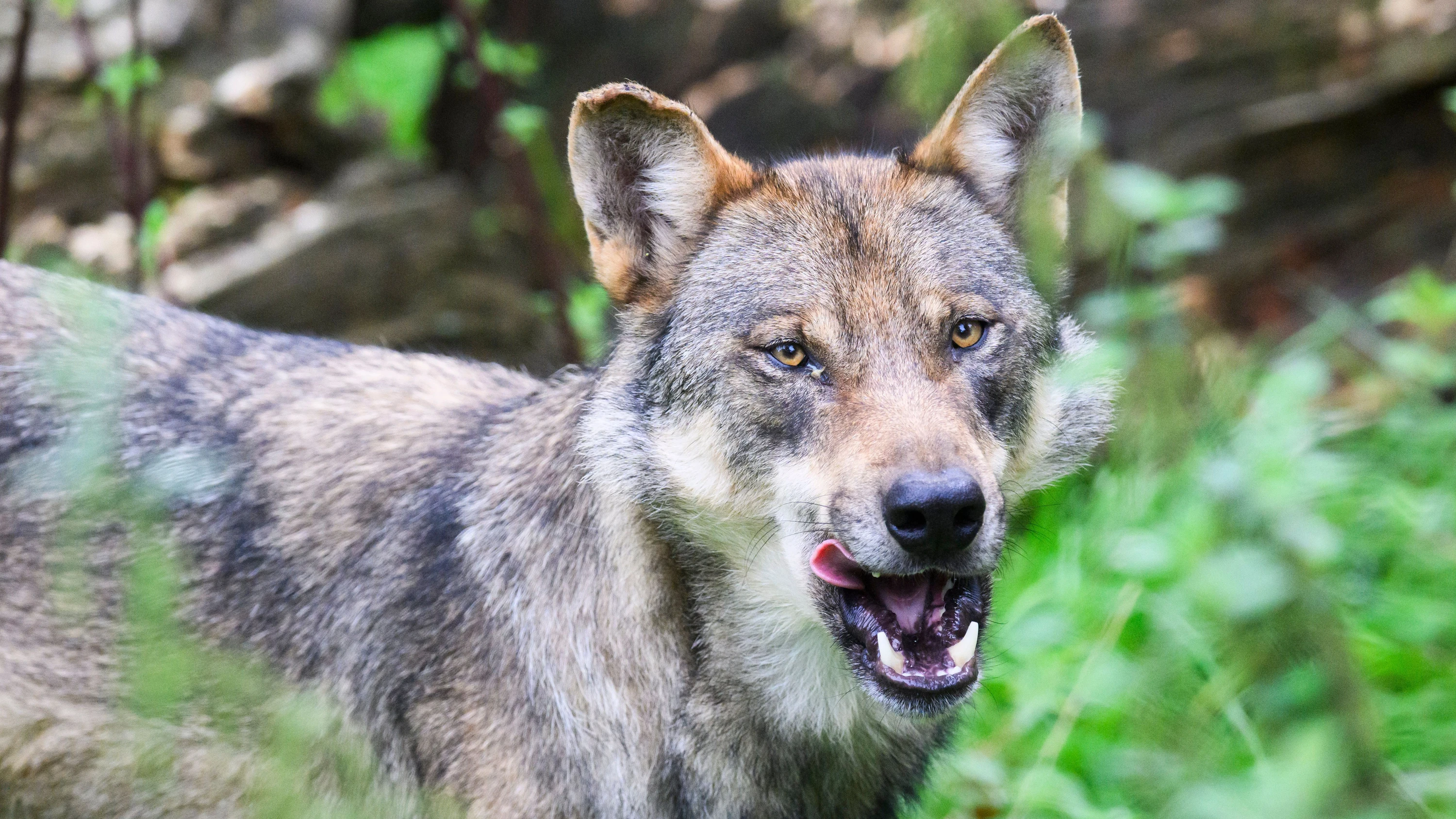 Baden-Württemberg: Der Hornisgrinde-Wolf darf doch nicht gejagt werden