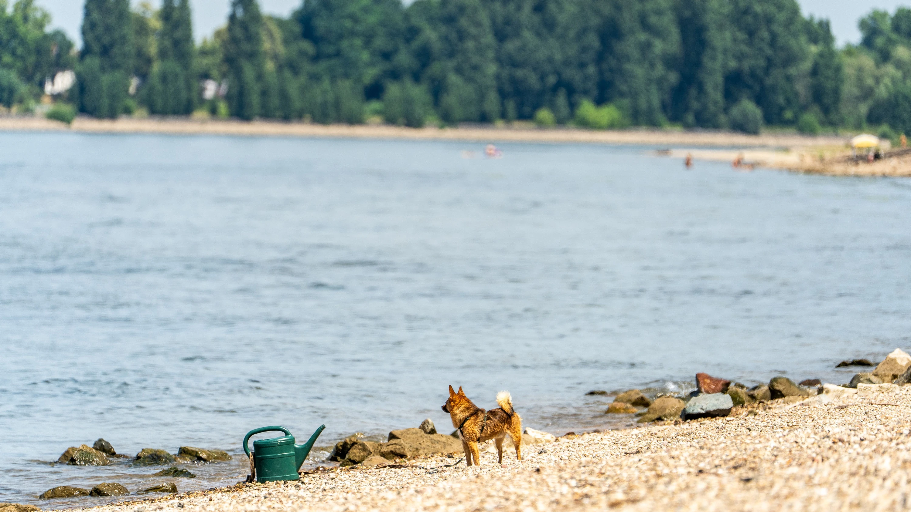 In Hessen werden drei Menschen nach dem Baden im Rhein bei der Gemeinde Biblis vermisst. - dpa