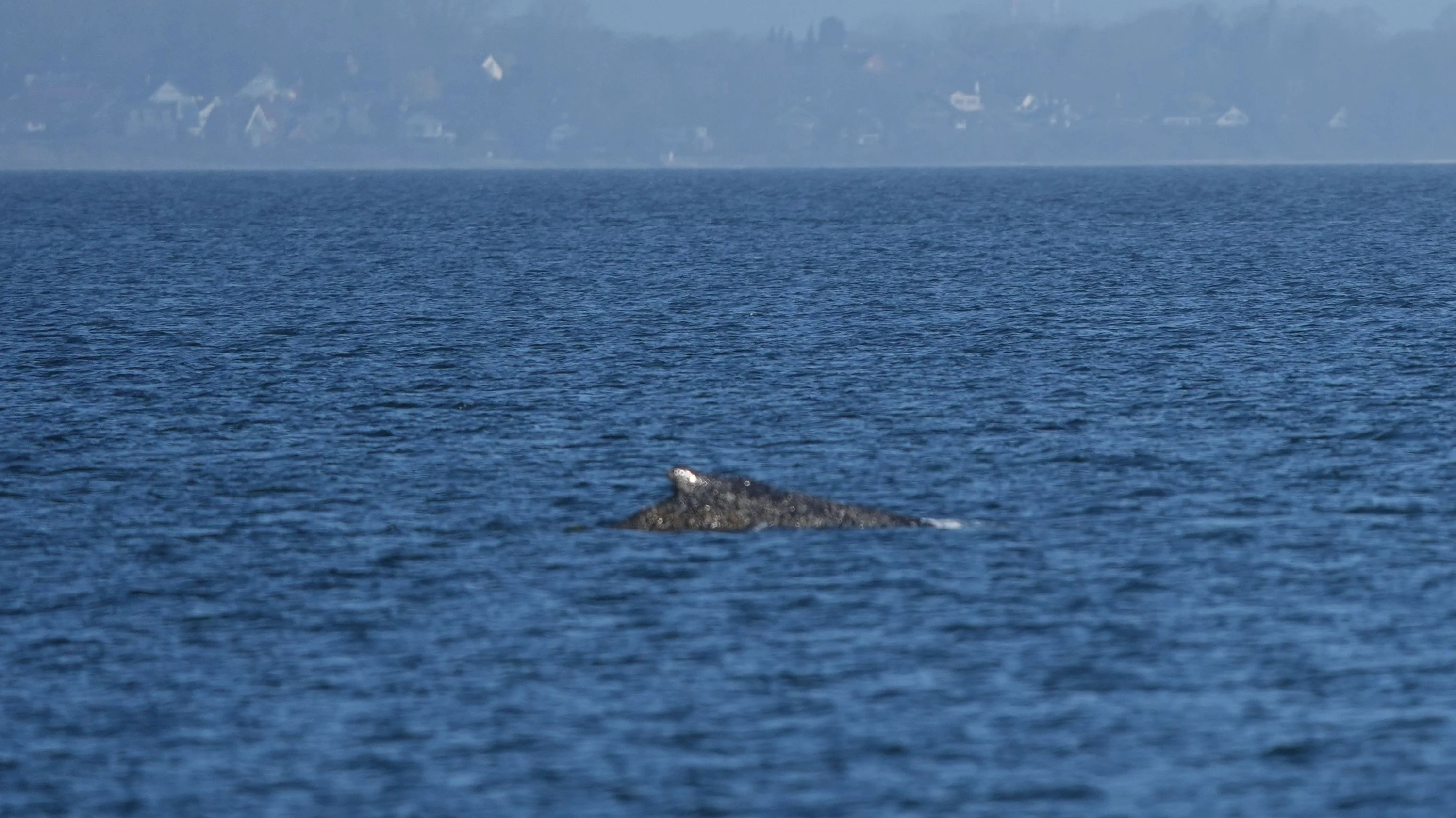 Verirrter Meeressäuger: Der Wal ist motiviert! Verirrter Meeressäuger: Der Wal ist motiviert!