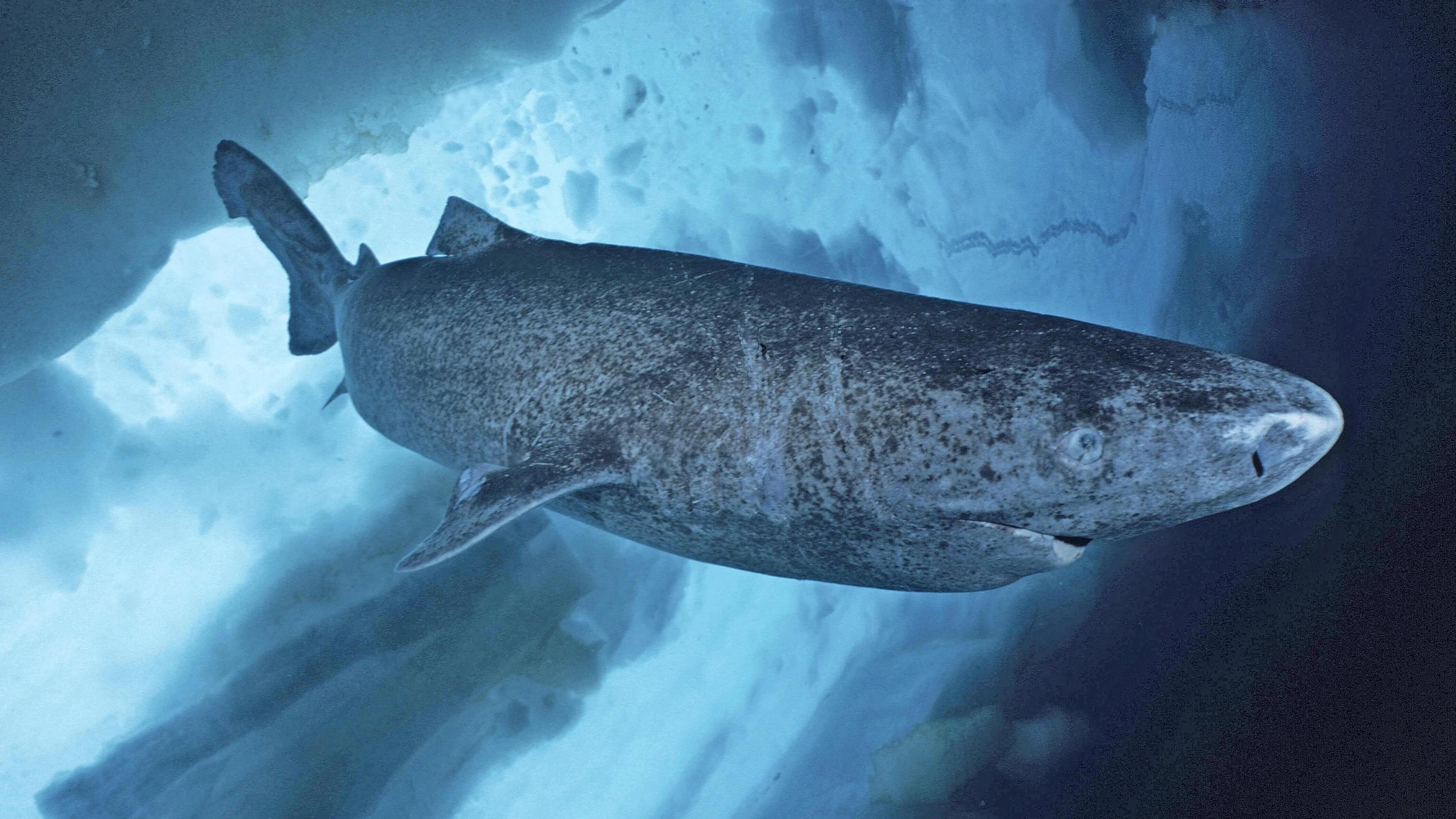 Ziemlich langsam unterwegs: Grönlandhai im Eismeer - Imago