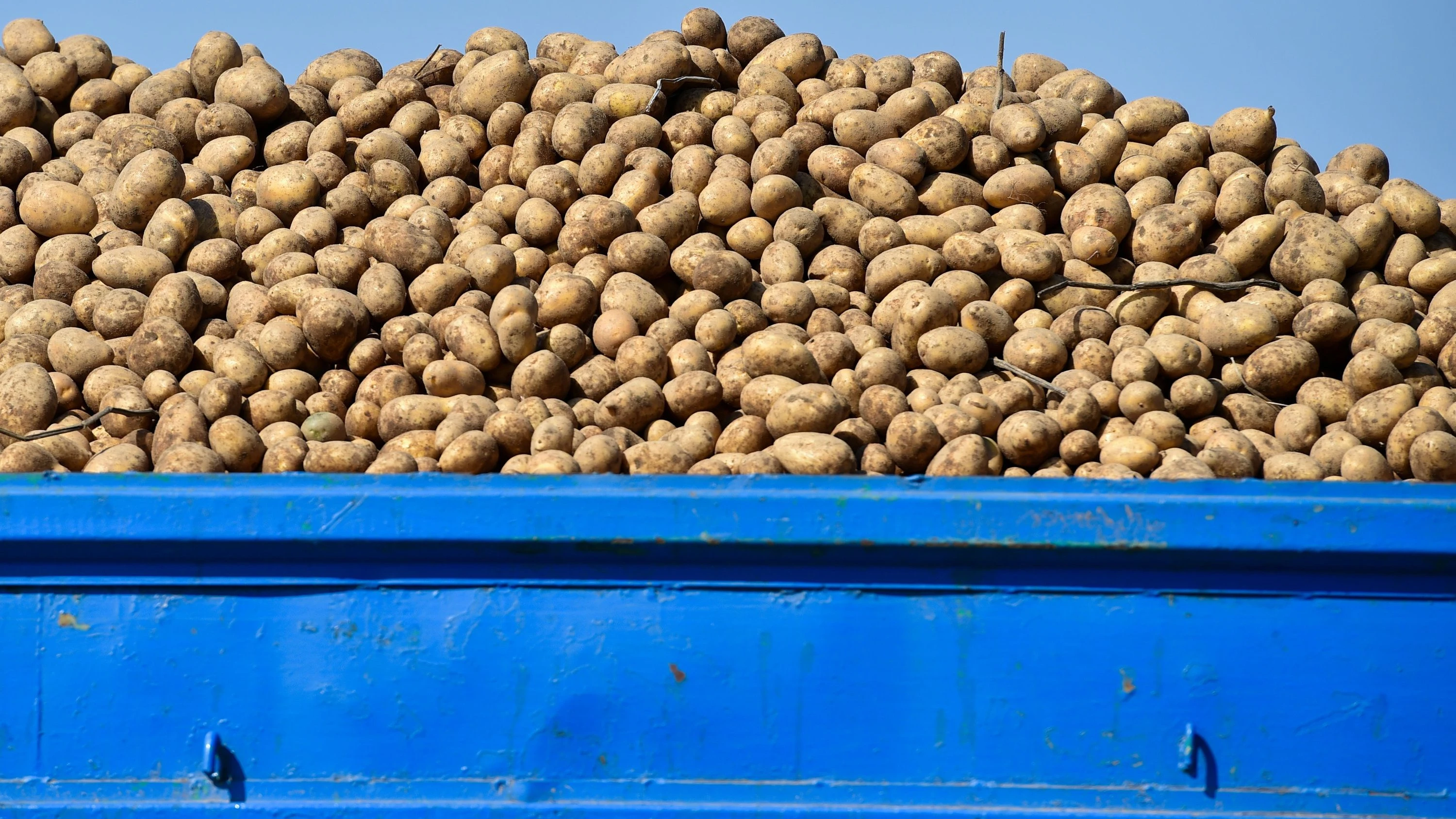 Rekordernte: Wohin mit all den Kartoffeln?