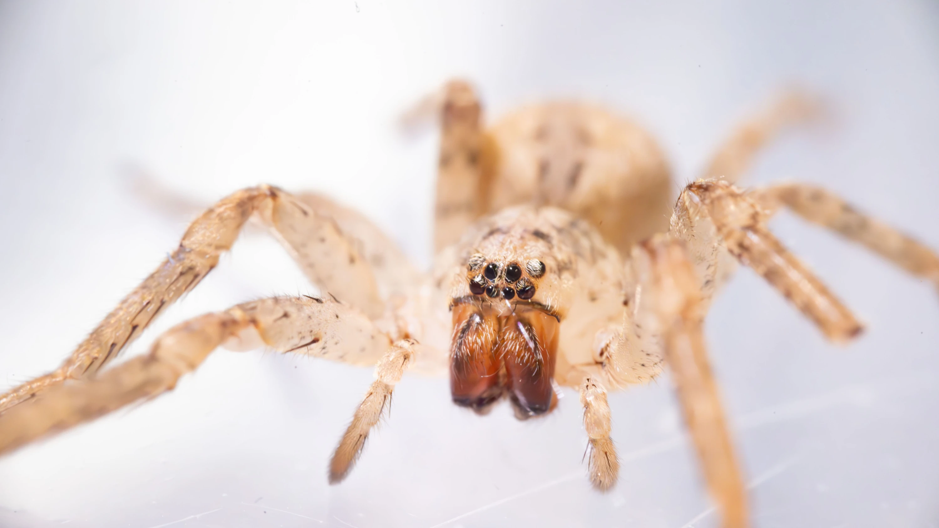 Unbeliebte Mitbewohner: Warum die Nosferatu-Spinne im Herbst öfter zu finden ist