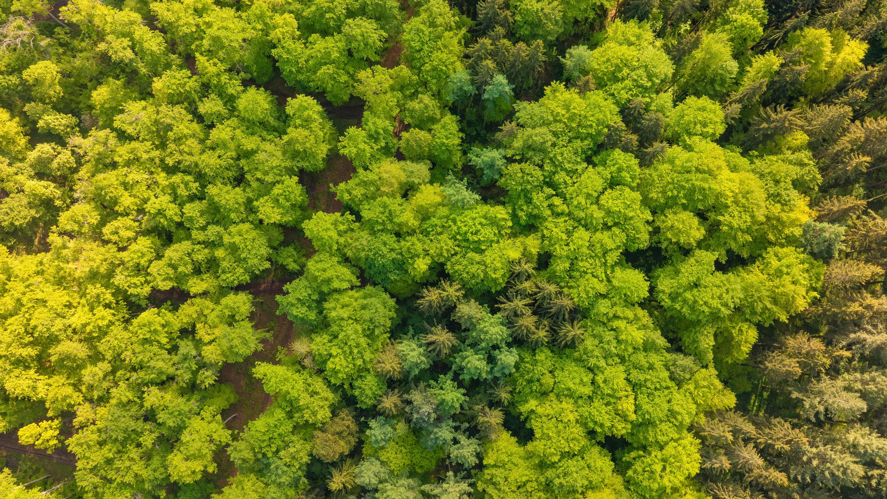 Roman „Dickicht“: Als der Wald Menschen verschlang