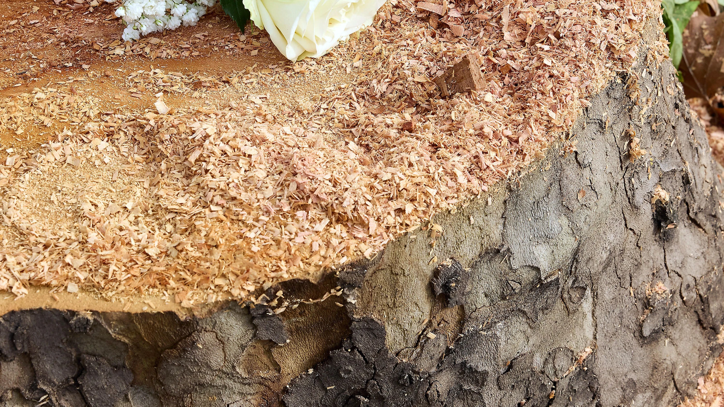 Baumkiller in Hessen: Die wenigsten werden gefasst Baumkiller in Hessen: Die wenigsten werden gefasst