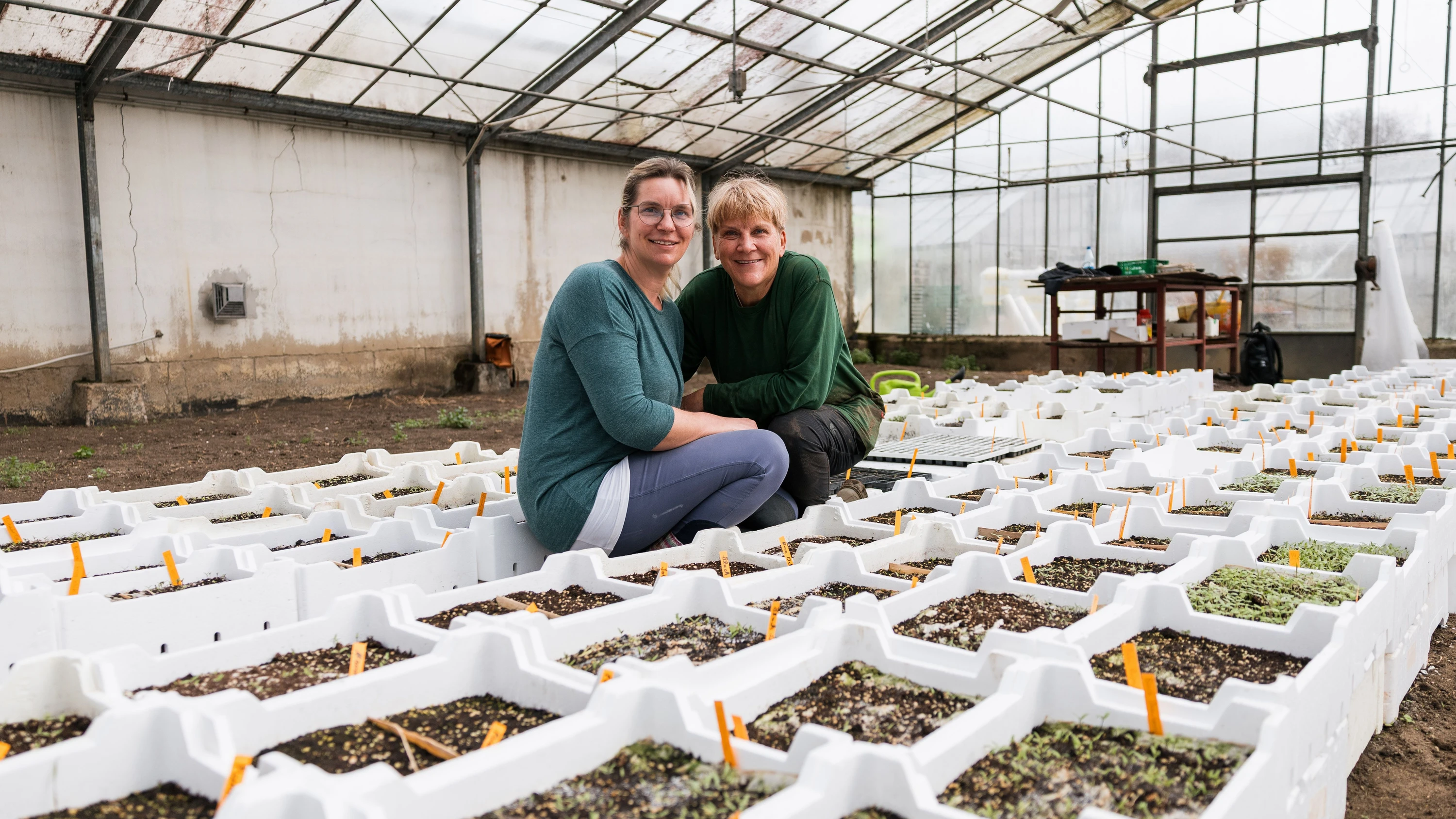 Züchterin in Frankfurt: Tomaten, die Panther und Beefsteak heißen Züchterin in Frankfurt: Tomaten, die Panther und Beefsteak heißen