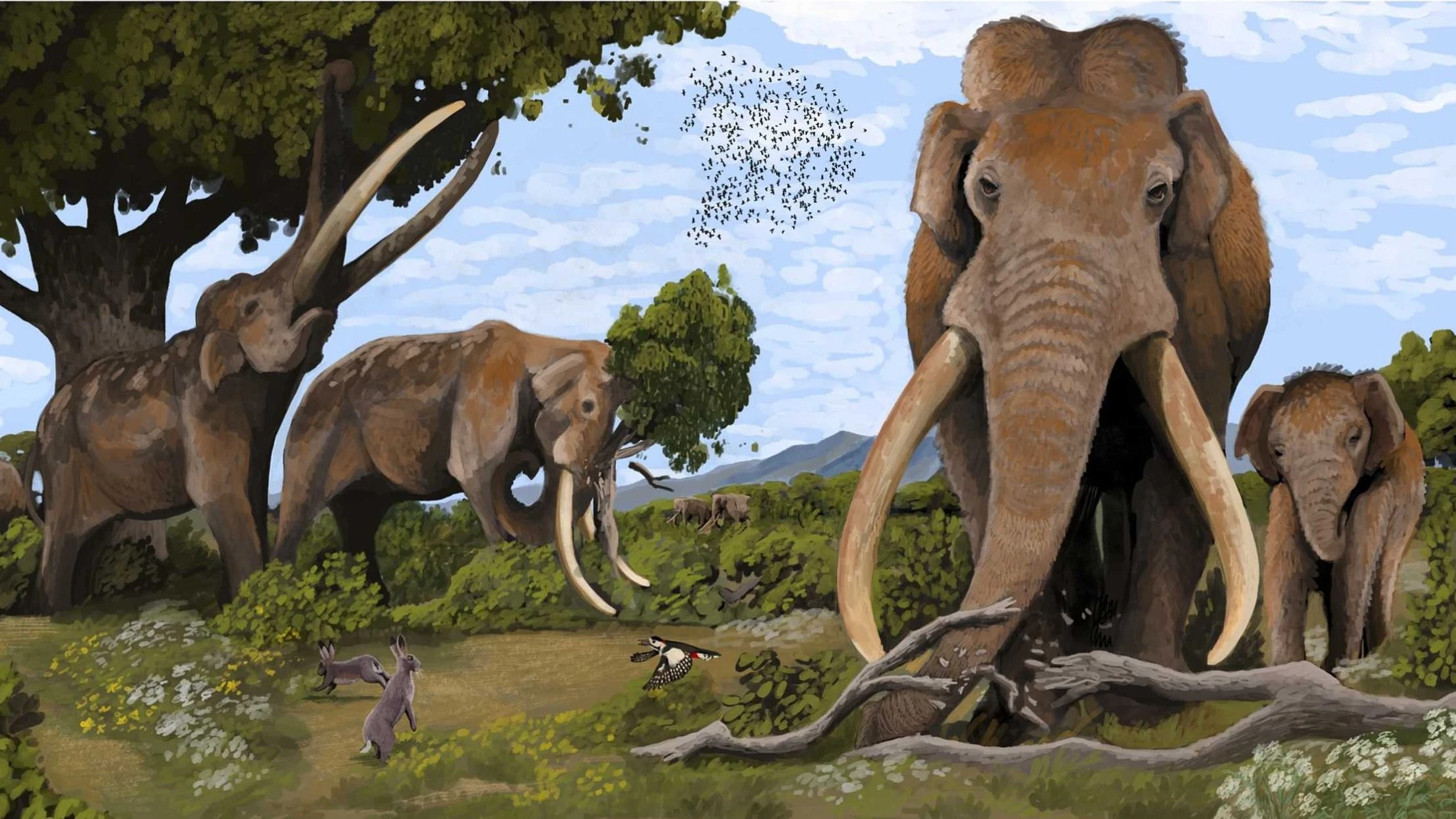 Prähistorische Säuger: Waldelefanten wanderten Hunderte Kilometer weit Prähistorische Säuger: Waldelefanten wanderten Hunderte Kilometer weit