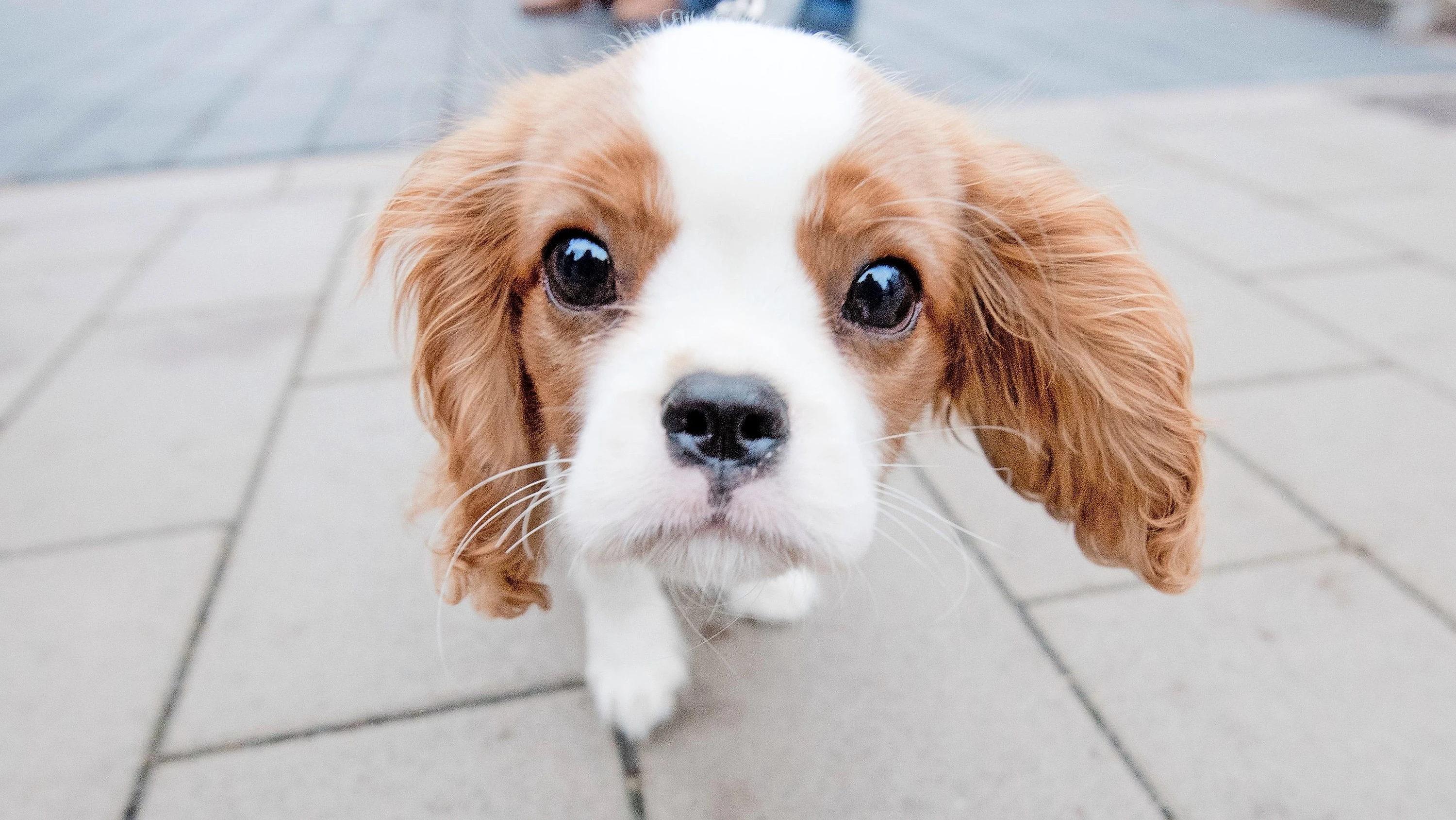Tiere zu Weihnachten: „Soll es ein Geschenk oder ein Familienmitglied sein?“ Tiere zu Weihnachten: „Soll es ein Geschenk oder ein Familienmitglied sein?“