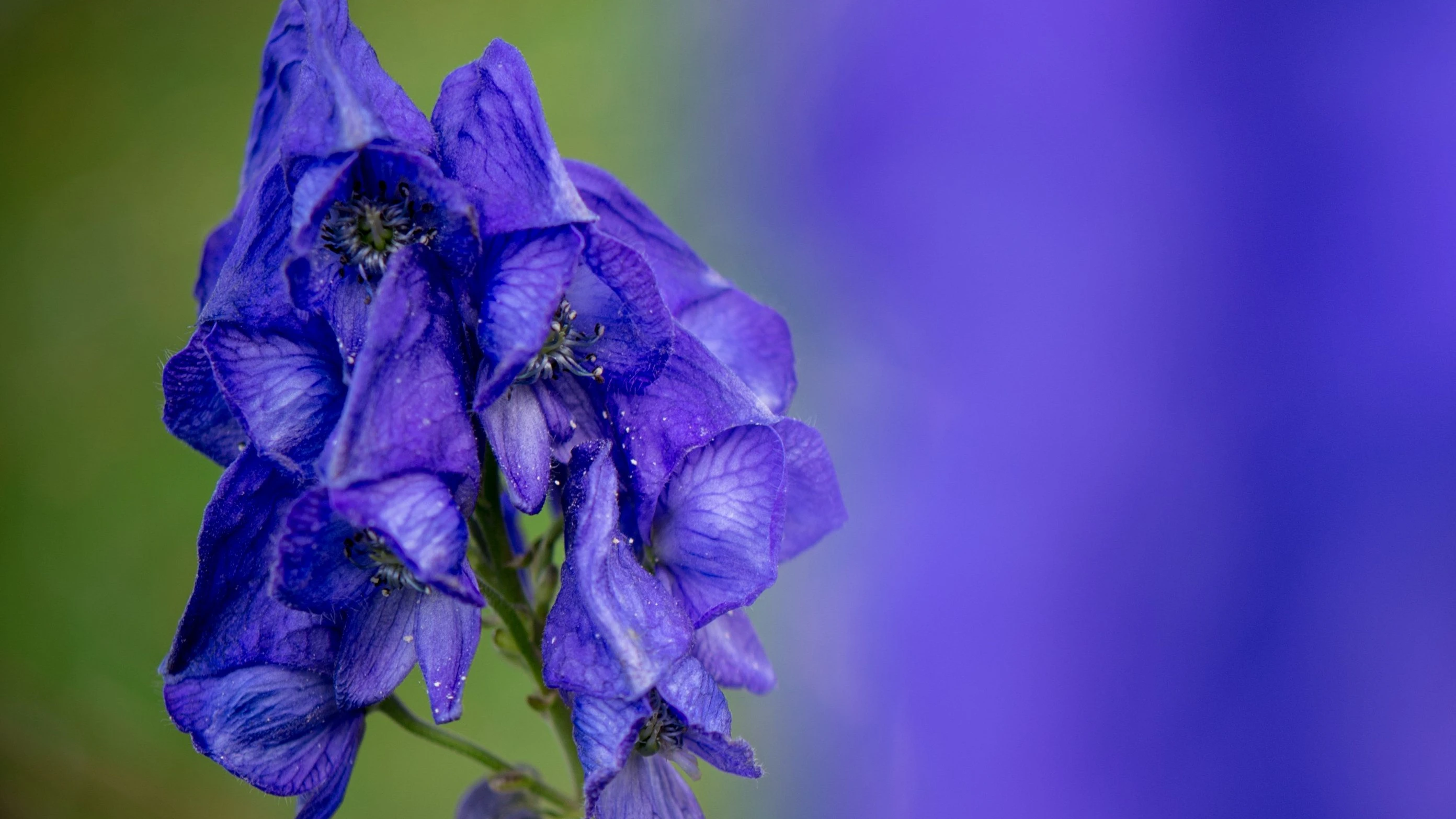 Gift in Bohnen mit Speck: Frau wegen Mordversuchs an Noch-Ehemann verhaftet Gift in Bohnen mit Speck: Frau wegen Mordversuchs an Noch-Ehemann verhaftet