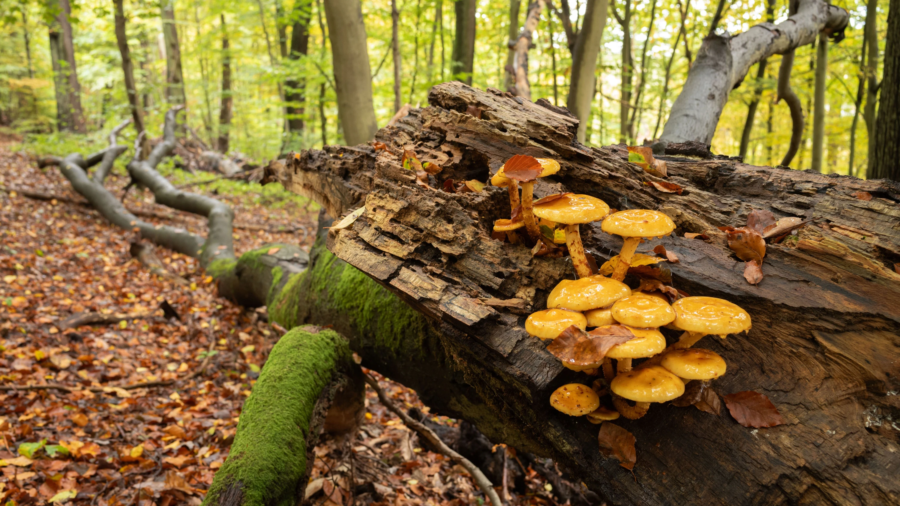 Aus einem anderen Sommer: So feucht ist es im Wald bei Wiesbaden seit Monaten nicht mehr, 2026 sind kaum Pilze zu sehen. - Frank Röth