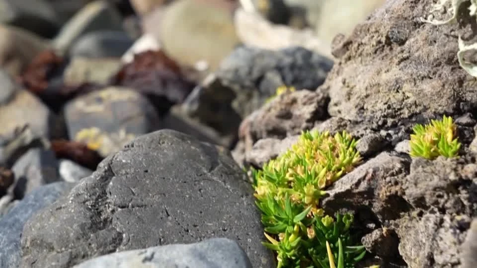 Hoffnung aus der Antarktis: Wie die „Antarktische Perlwurz“ unsere Ernten sichern könnte
