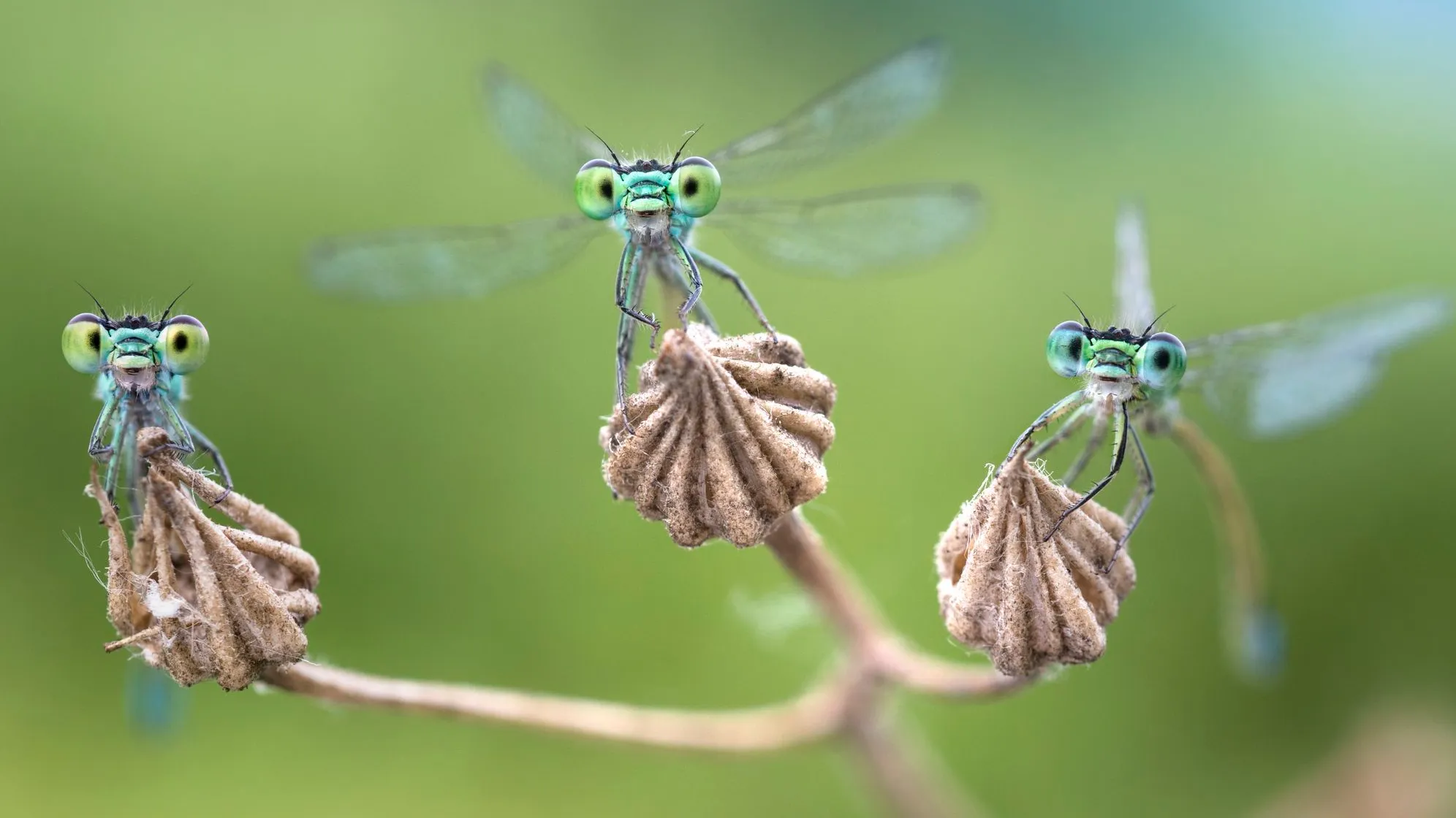 Insektenausstellung: Was die Biene mit der Jeans zu tun hat
