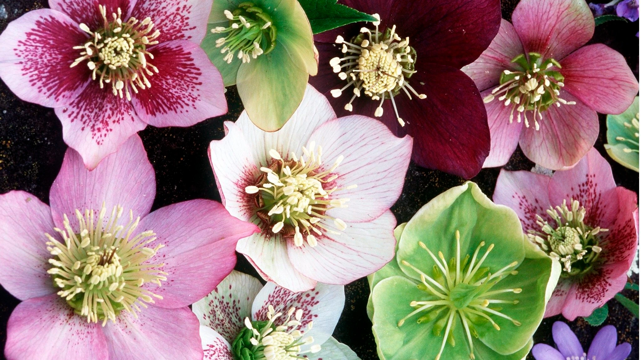 Helleborus: Mit Lenzrosen kommt Farbe in den Frühling
