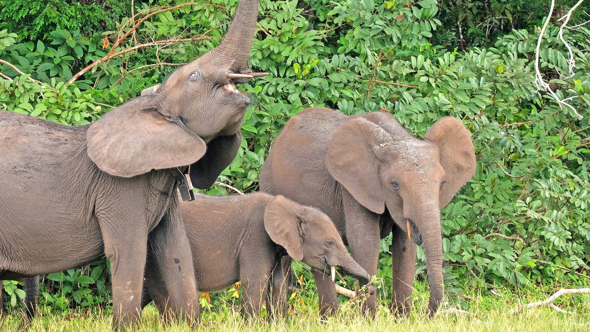 Artensterben: Elefanten als Förster