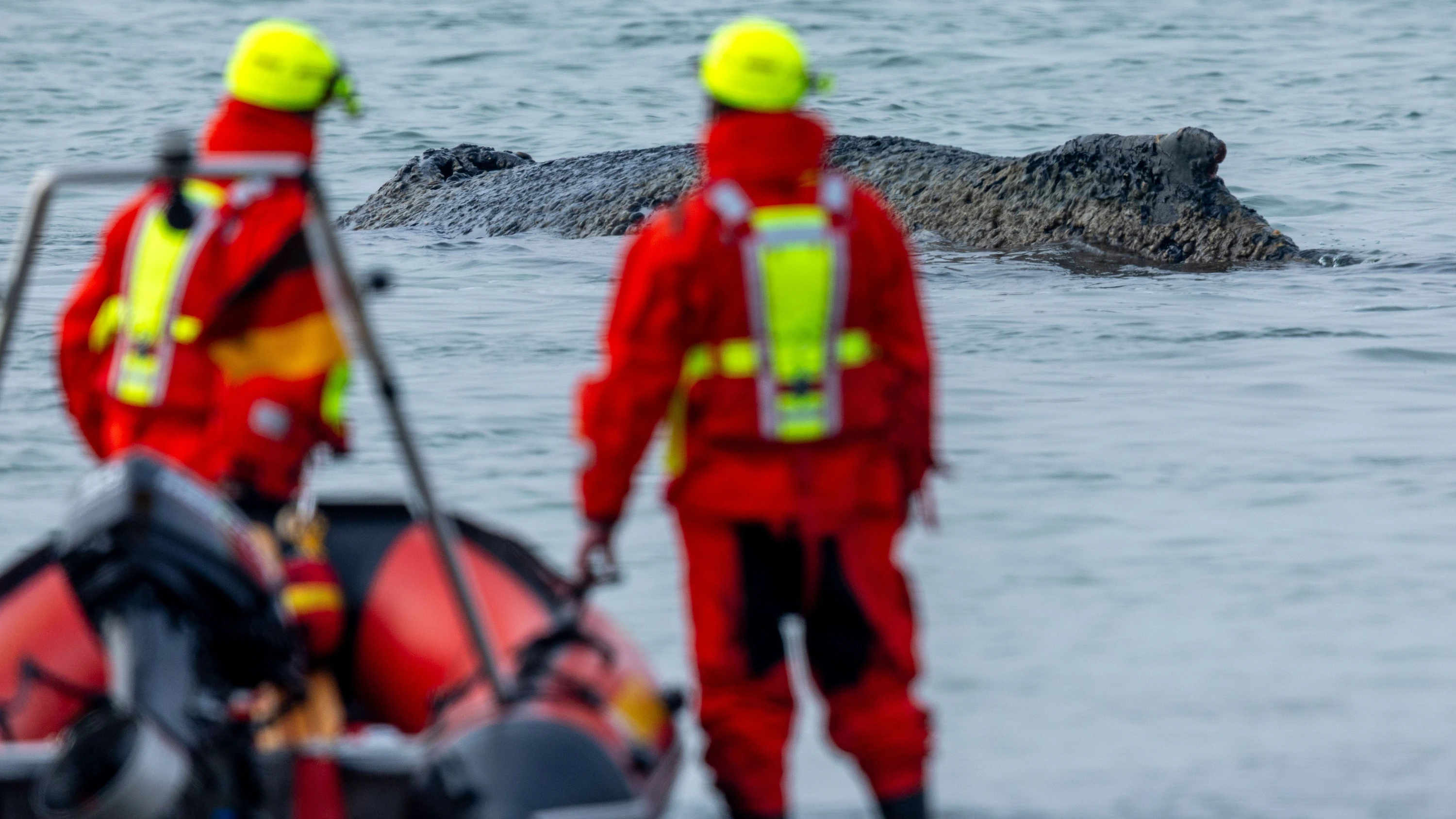 Ostsee: Sorge um Wal vor Timmendorfer Strand