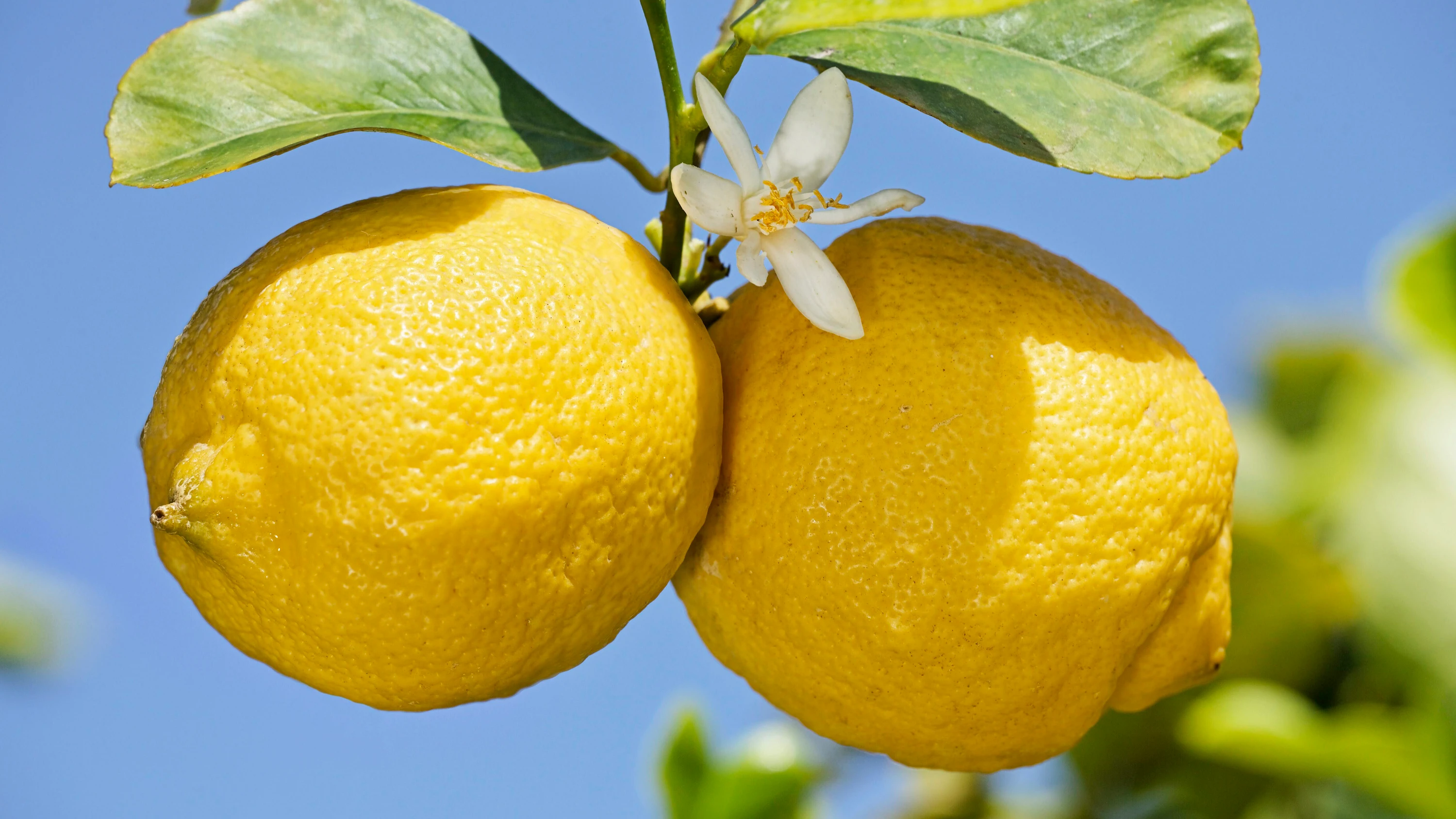 Goethe in Italien: Auf dem Zitronenweg