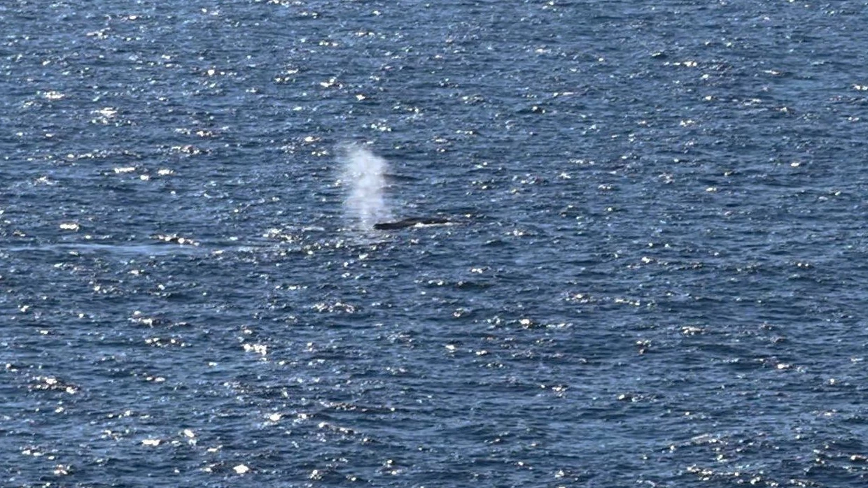 Vor Insel Anholt: Ist der tote Wal vor Dänemark Timmy?