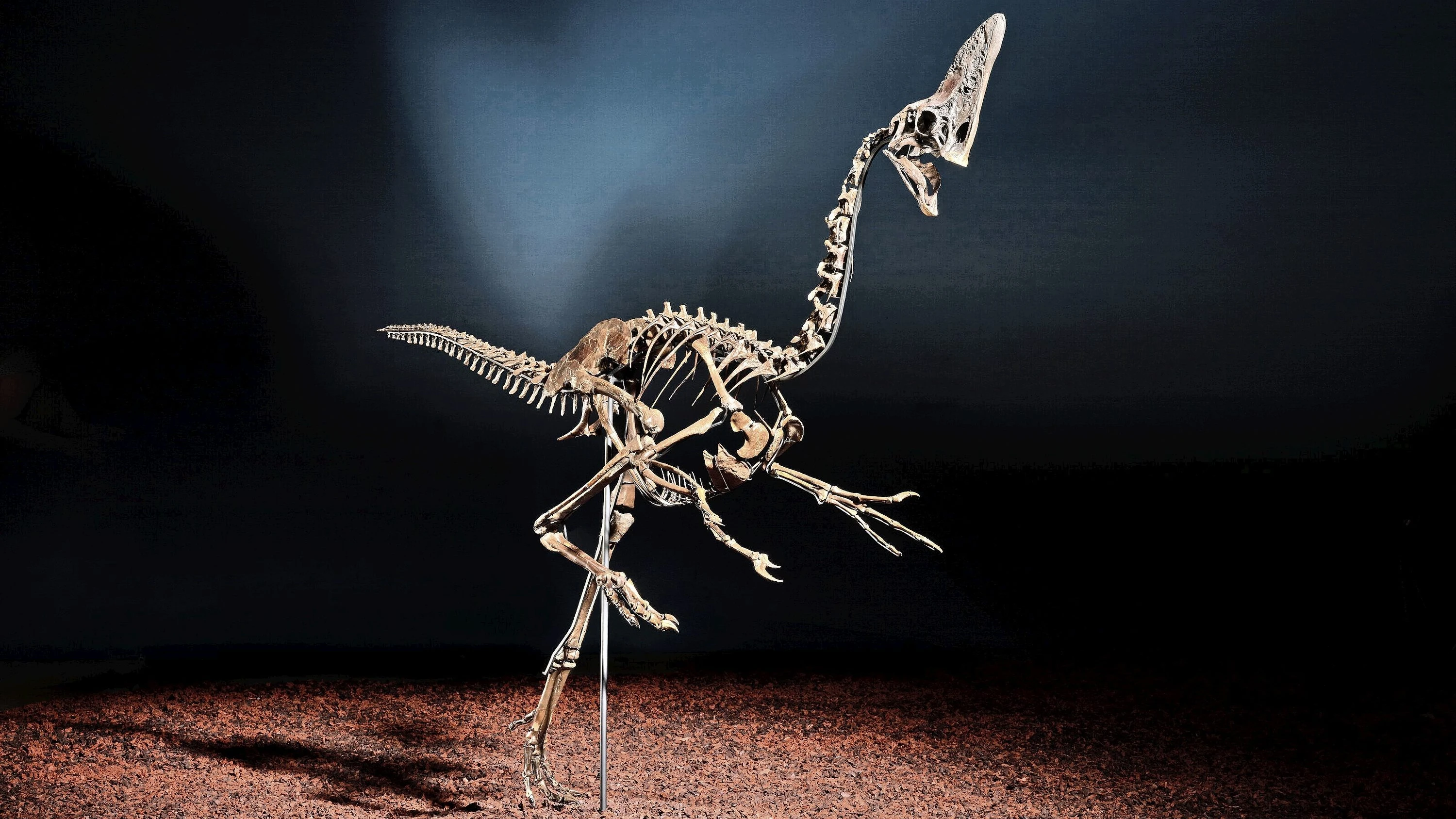 Saurier-Auktion in London: Der nächste Popstar aus der Urzeit Saurier-Auktion in London: Der nächste Popstar aus der Urzeit