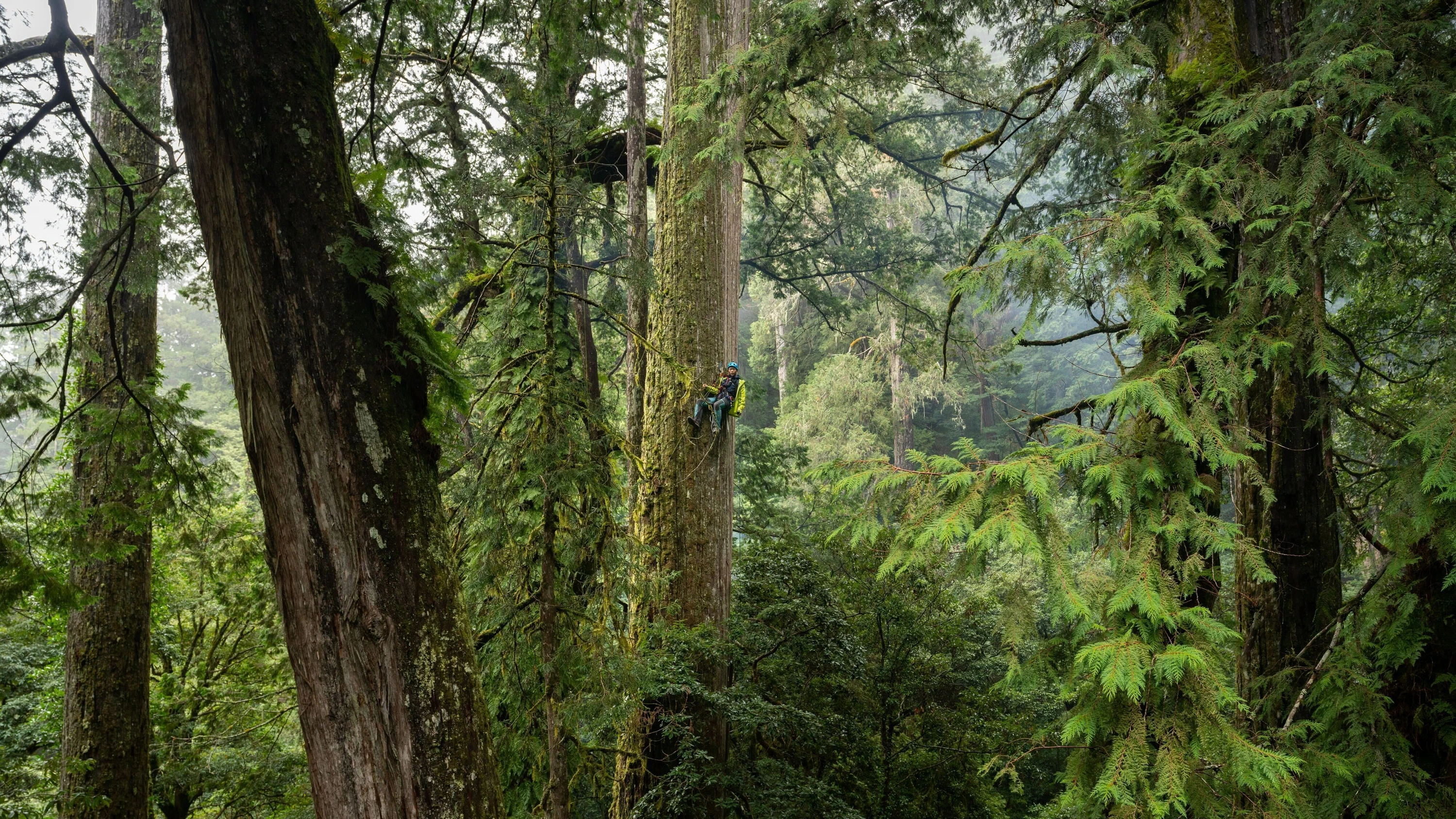 Suche im Wald: Ein Baumkletterer hängt an einem riesigen Taiwania-Baum in Taiwan. - dpa
