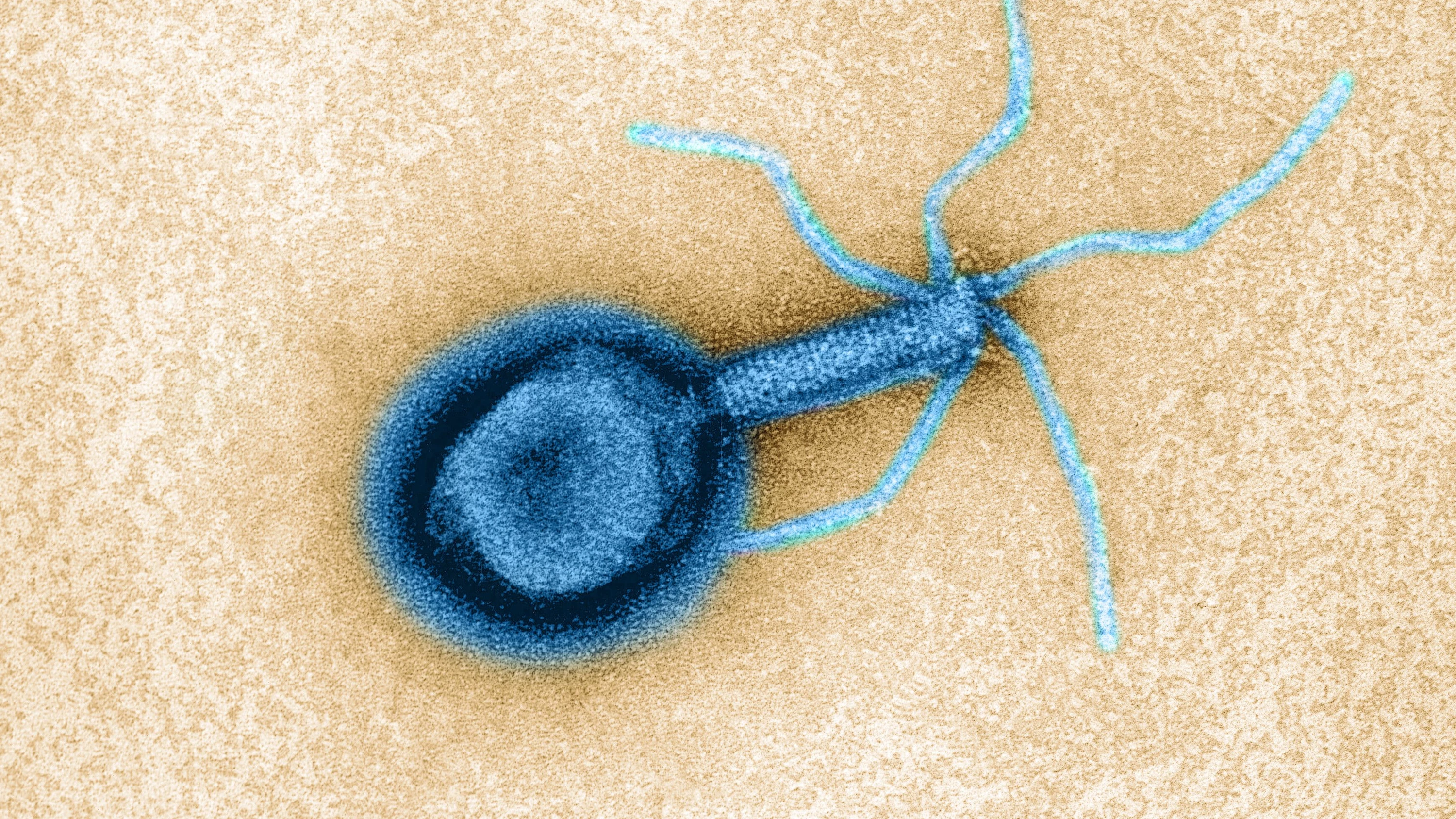 Greift das Darmbakterium Escherichia coli an: ein Bakteriophage - Mauritius
