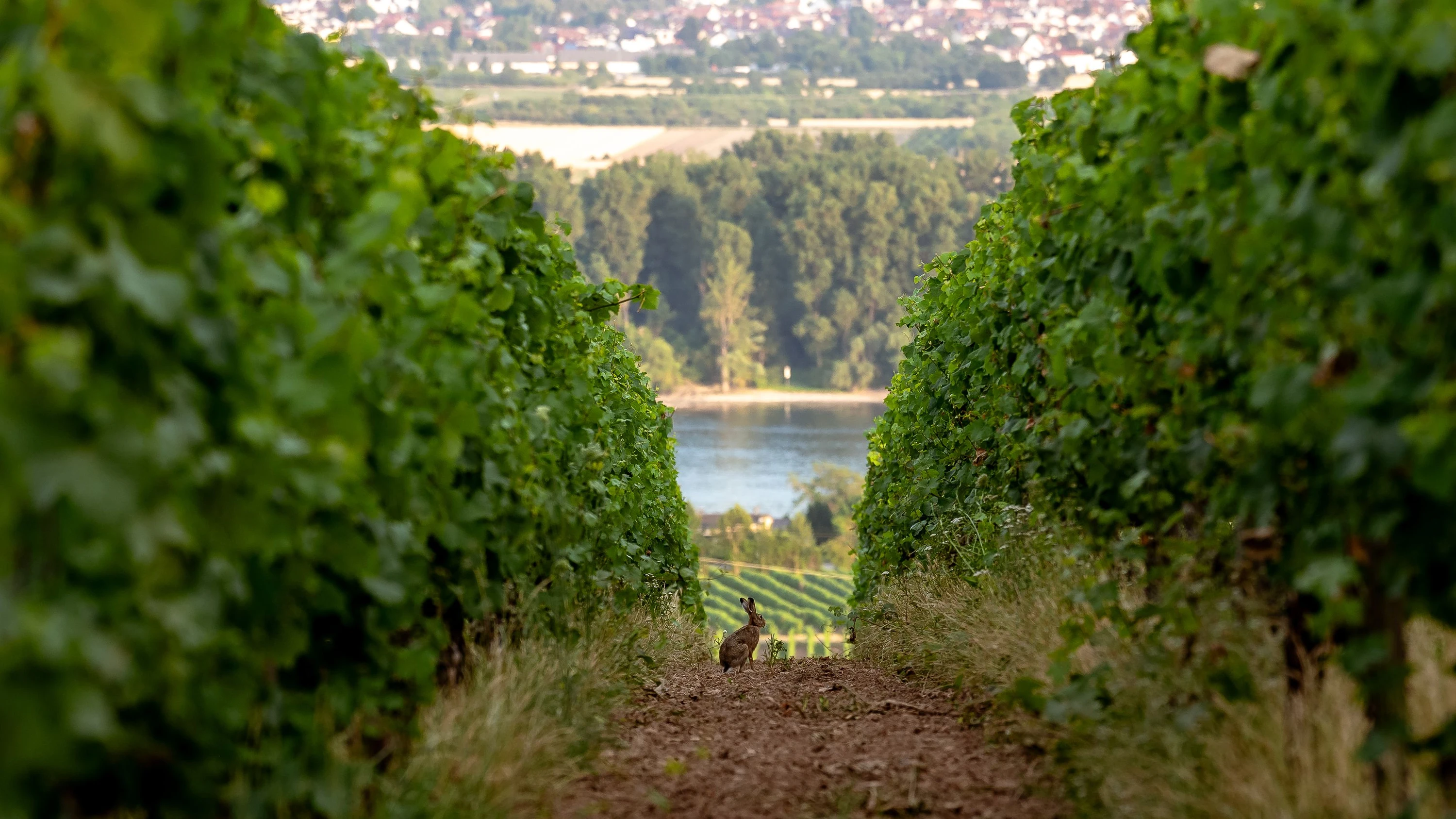 Weinverband VdP: Mit Weintourismus und Export aus der Krise