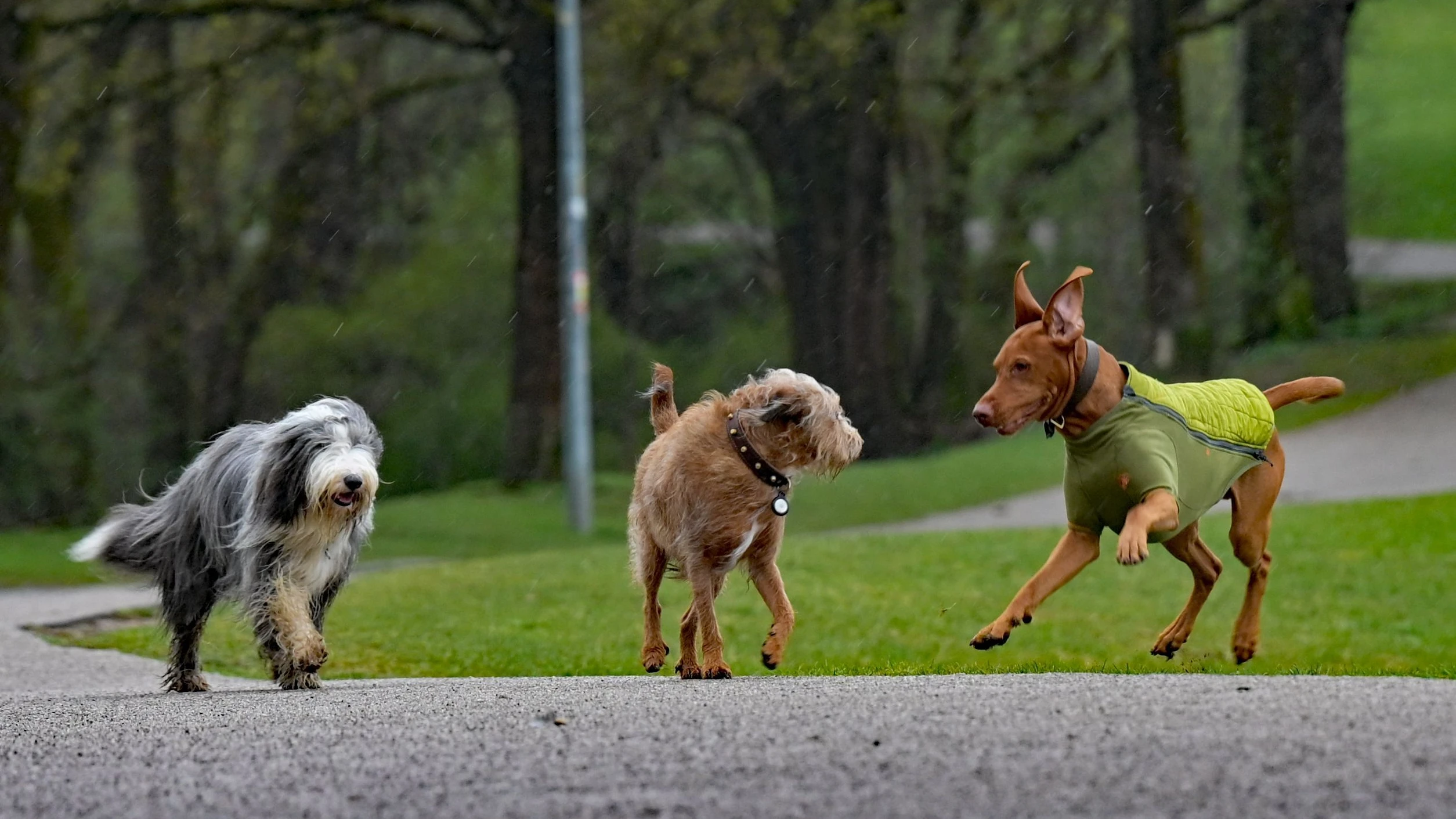 Video: Das virale Hundevideo