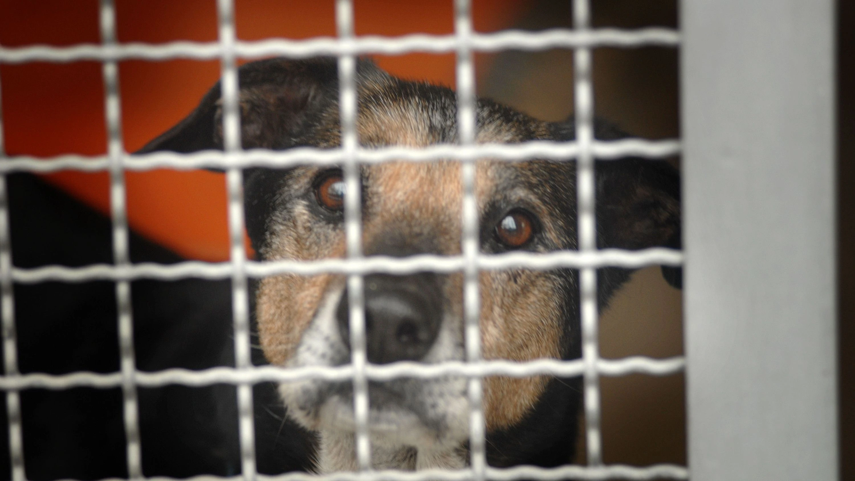 Rücksicht auf die Tiere: Mainz wirbt um Rücksicht an Silvester