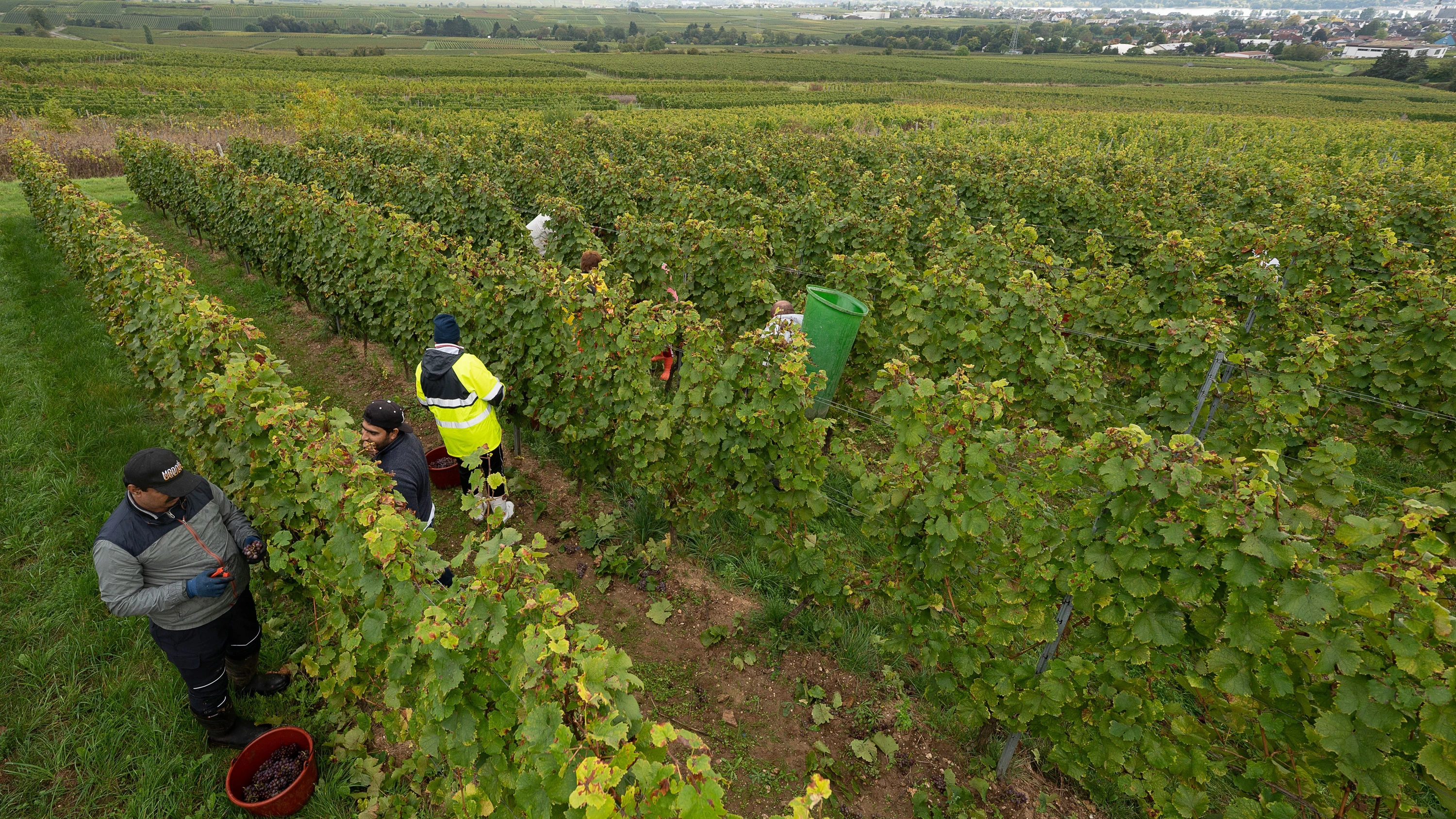Frühe Lese: In diesem Jahr könnte die gesamte Ernte Anfang Oktober schon eingefahren sein. - dpa