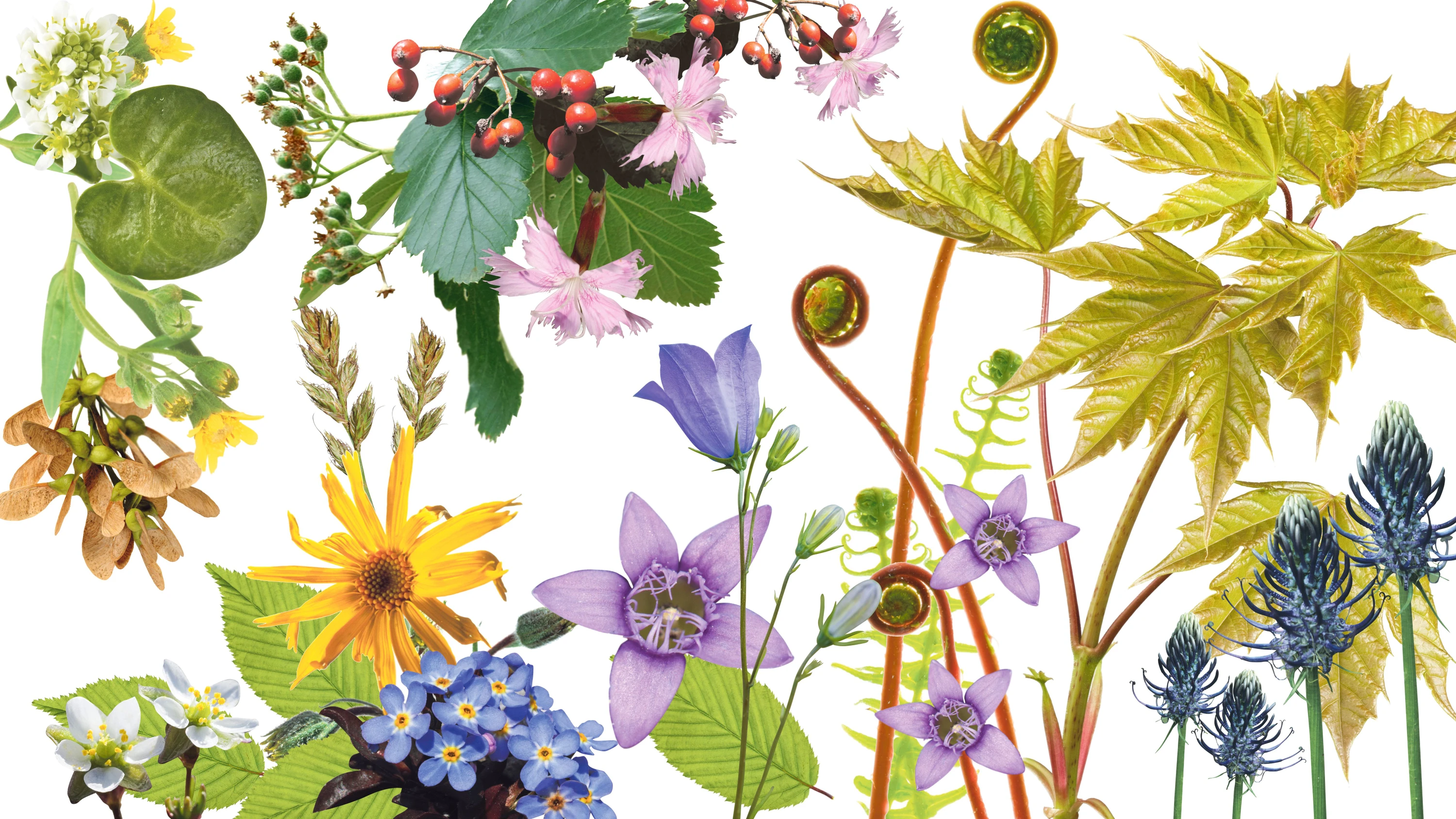 Wilde Gewächse: Botaniker auf Rettungsmission Wilde Gewächse: Botaniker auf Rettungsmission