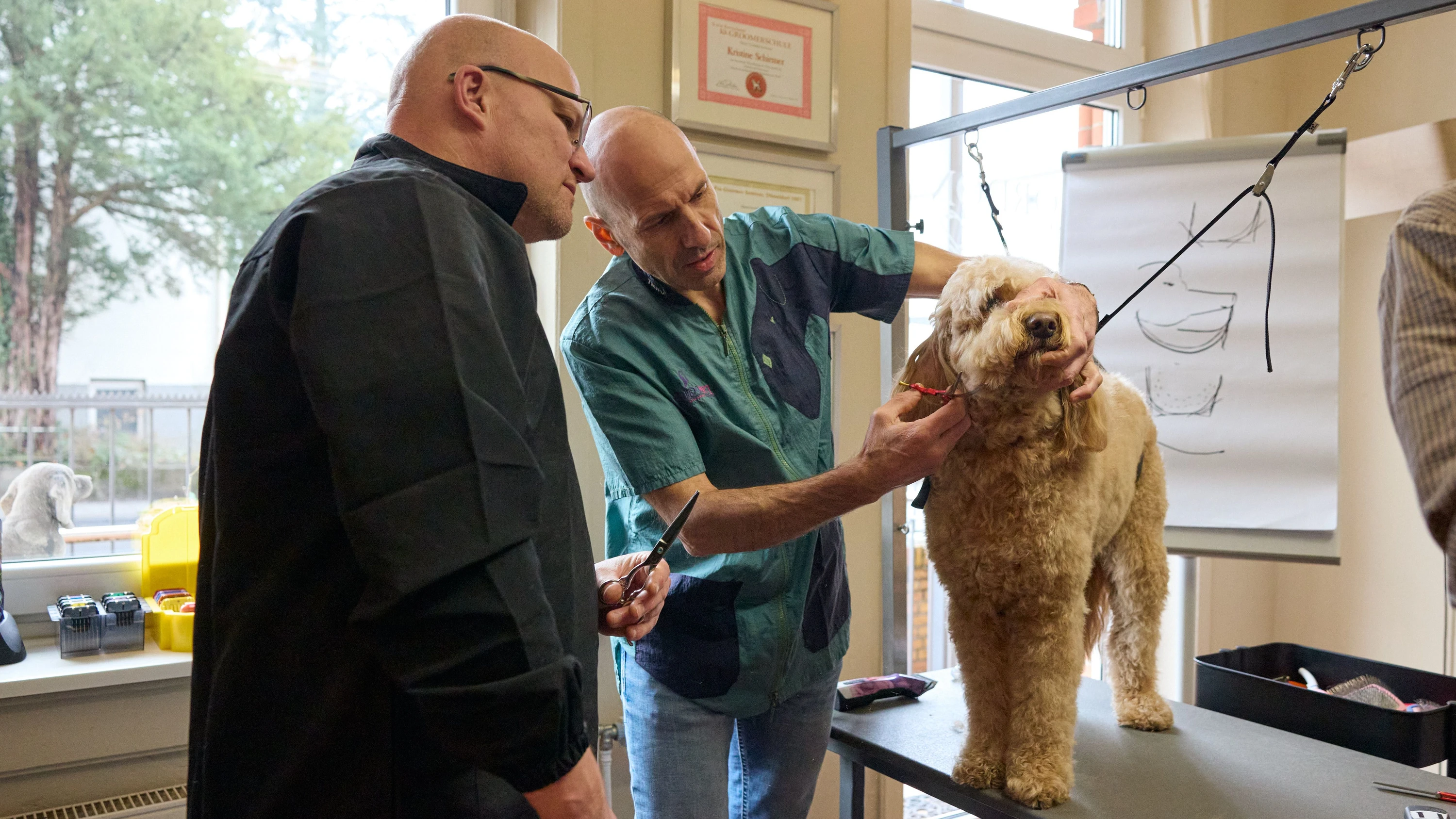 Ausbildung zum Groomer: In sechs Wochen zum Udo Walz für Hunde Ausbildung zum Groomer: In sechs Wochen zum Udo Walz für Hunde