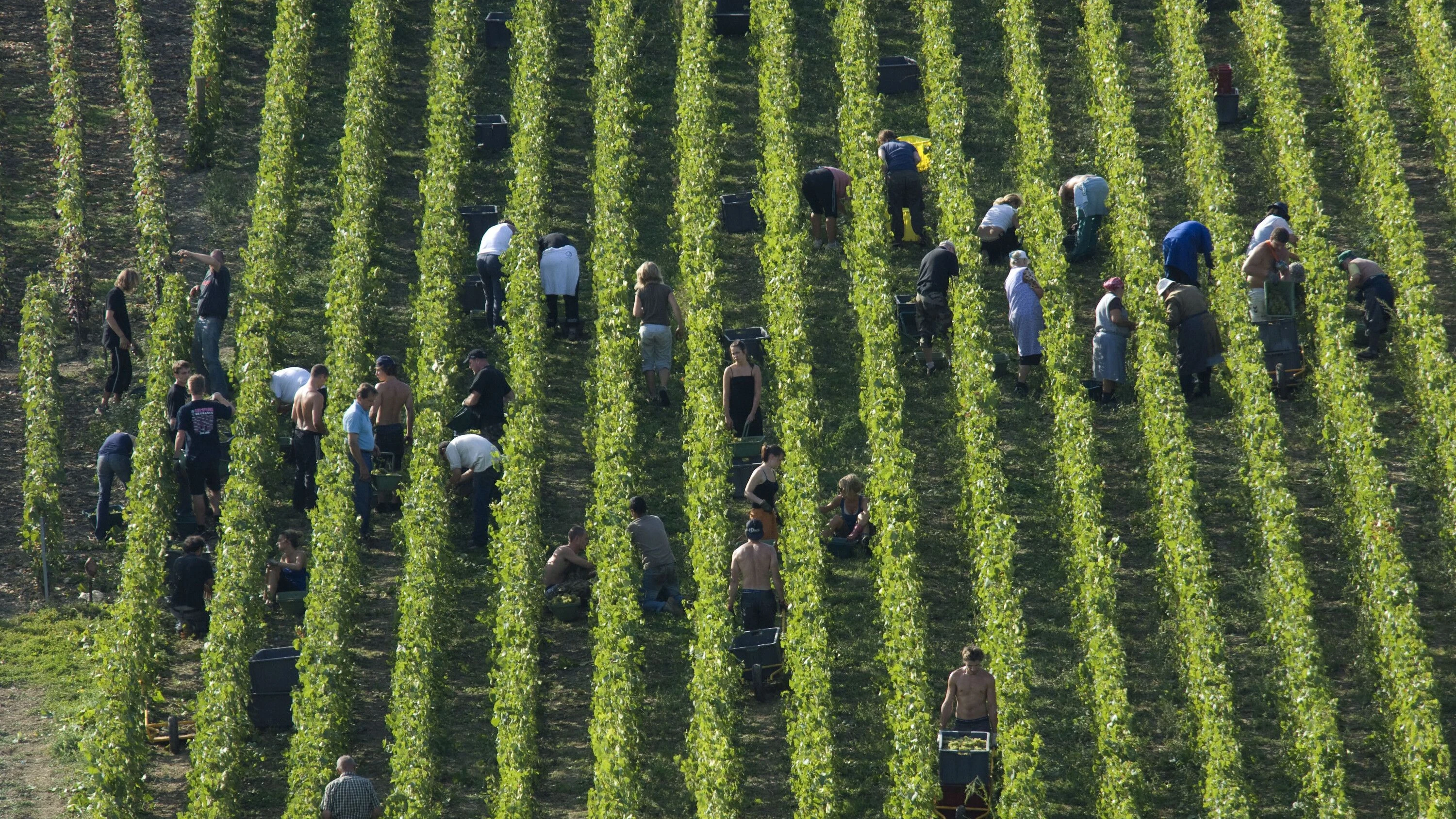In der Champagne: Man wird ja wohl noch schäumen dürfen
