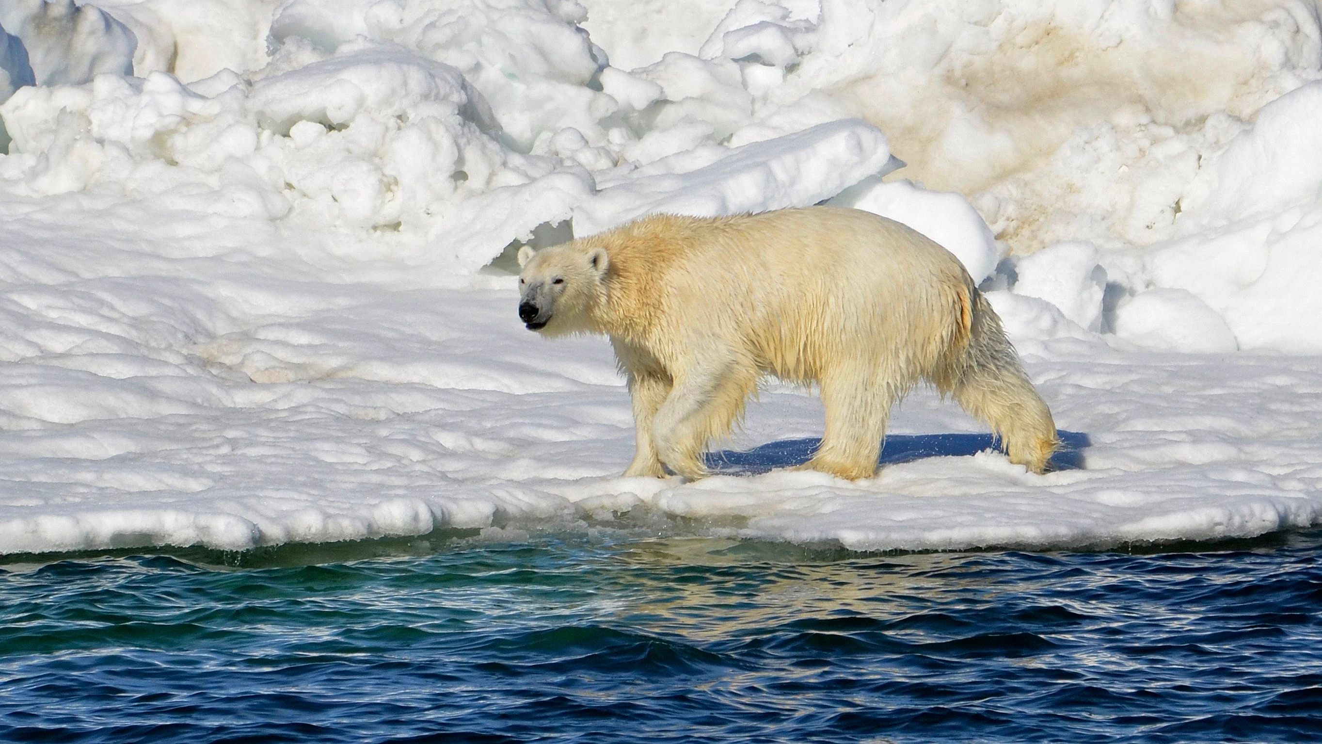 Klimawandel in der Arktis: Können Eisbären den Extremen trotzen?