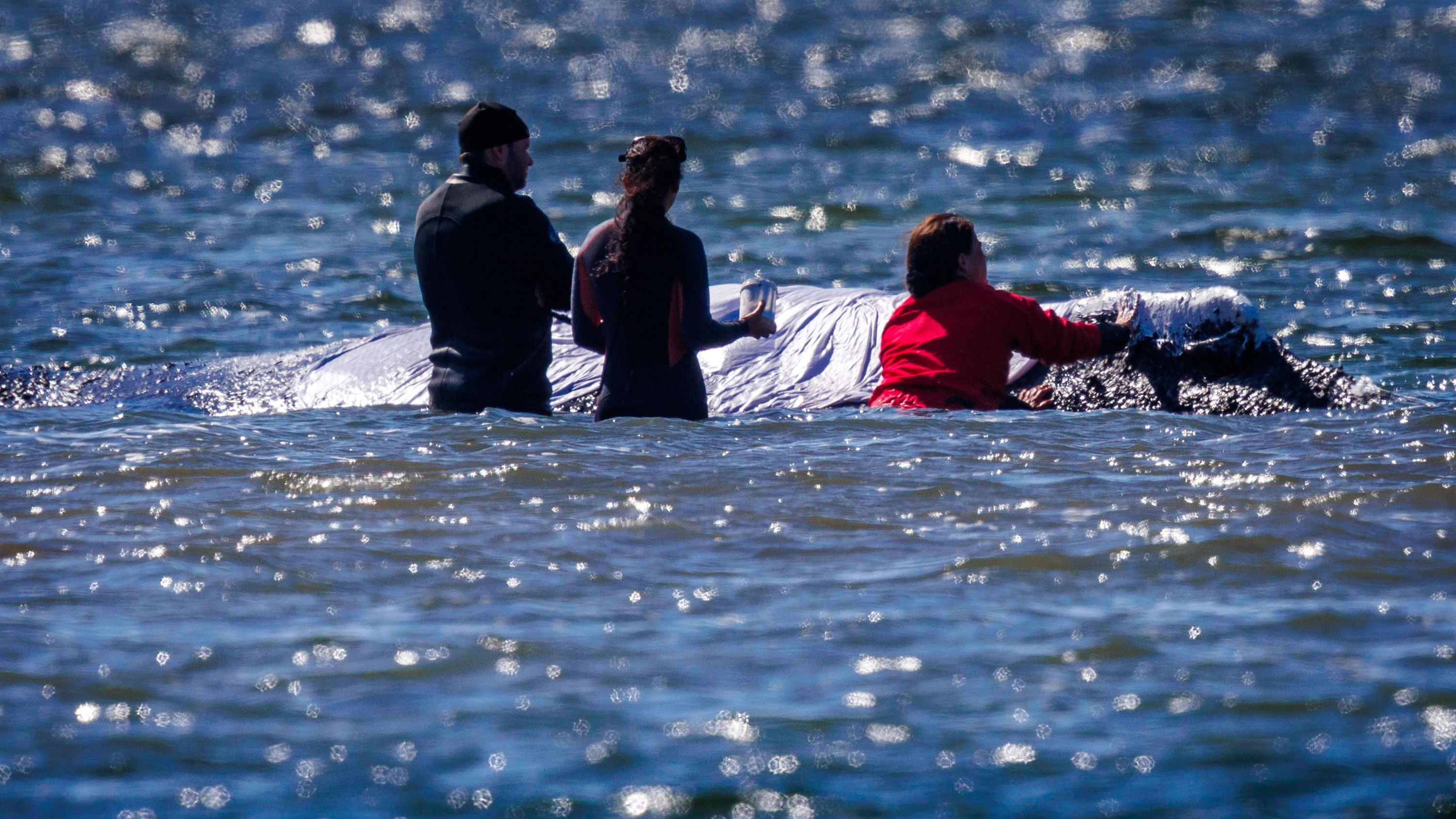 Ostsee: Gestrandeter Wal kann frühestens Sonntag wegbewegt werden