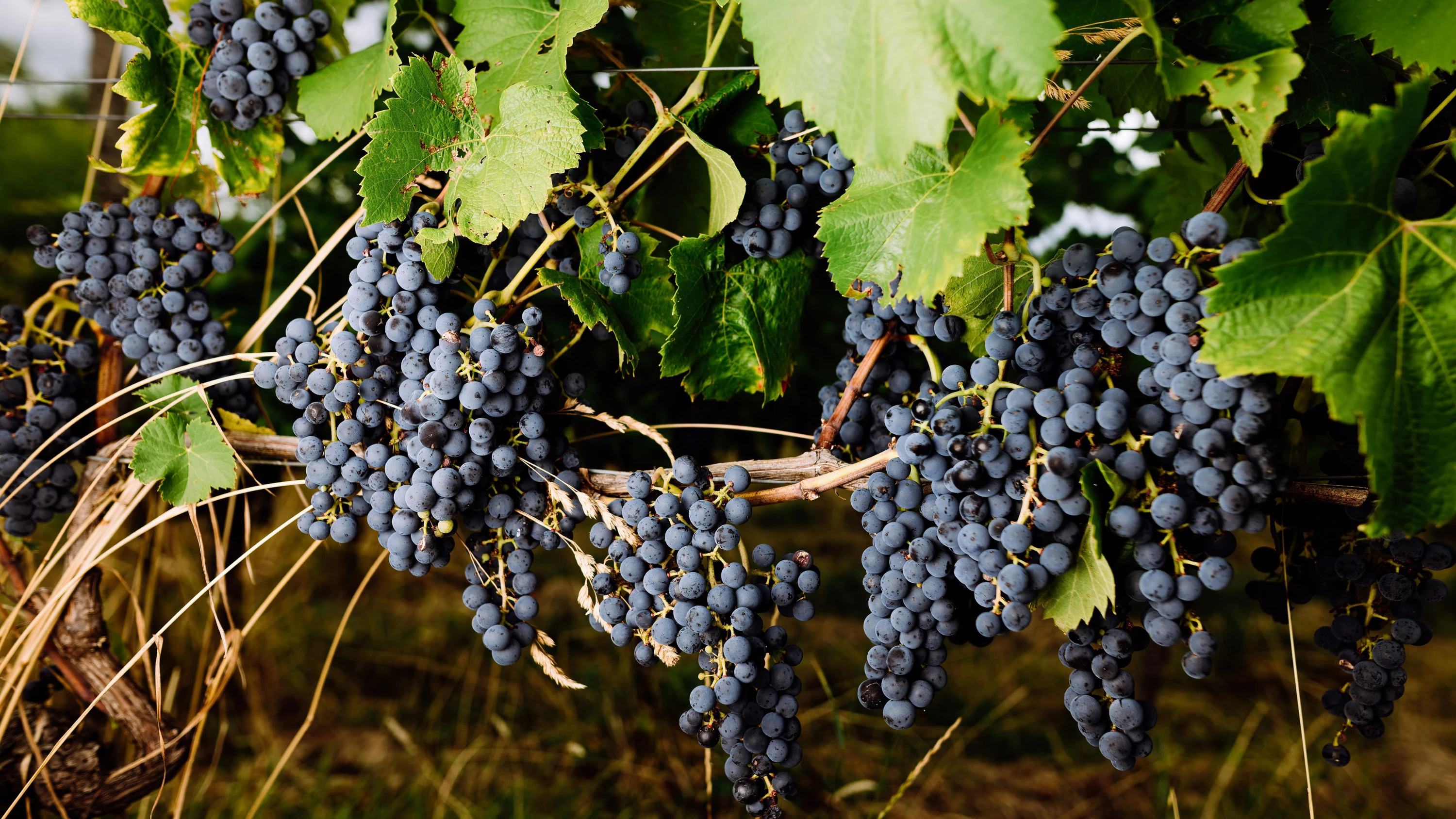Kolumne „Reiner Wein“: Der 2026er-Jahrgang kann grandios werden