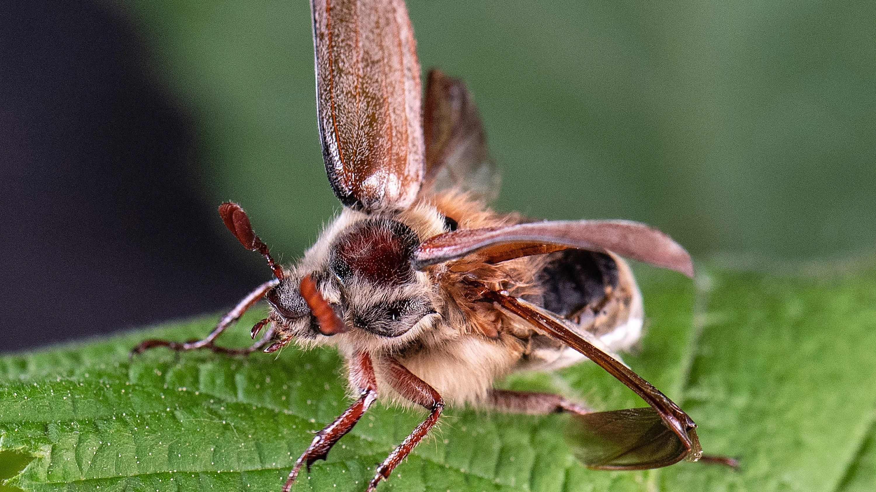 Naturspektakel: Massenflug der Maikäfer