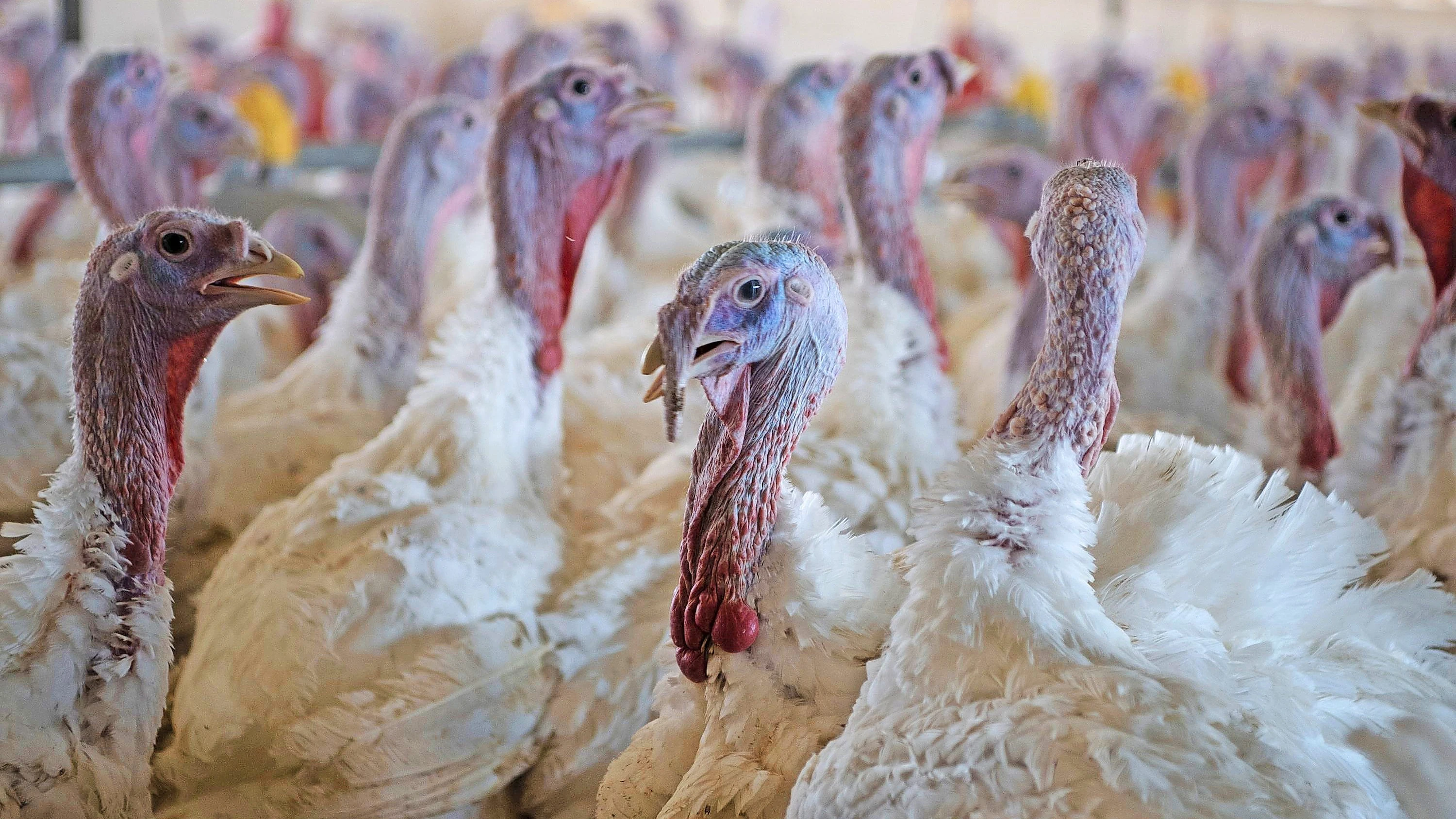 Tierhaltung: Das Puten-Problem Tierhaltung: Das Puten-Problem