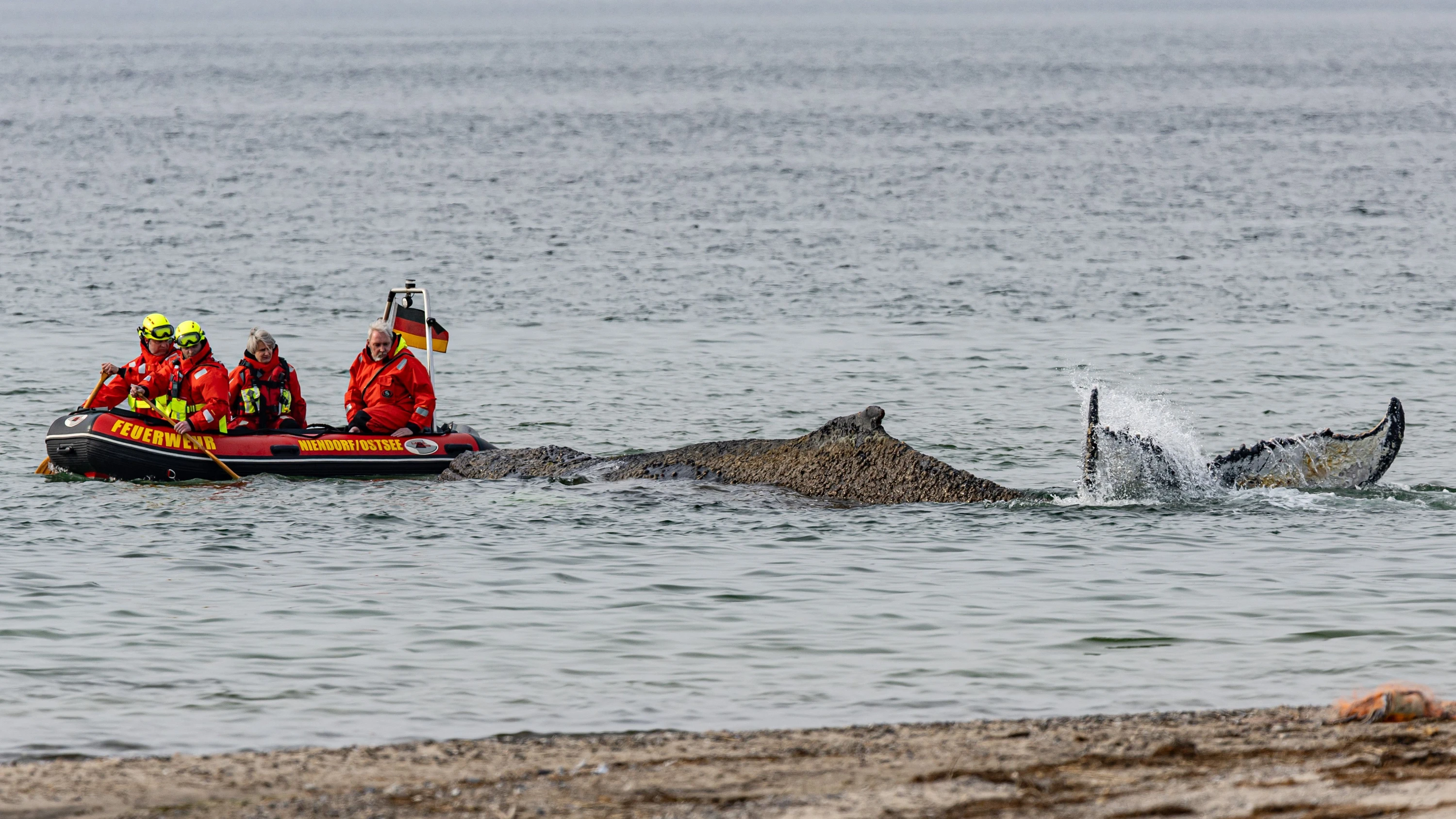 Gestrandeter Wal in der Ostsee: Der Wal röhrt vor Stress