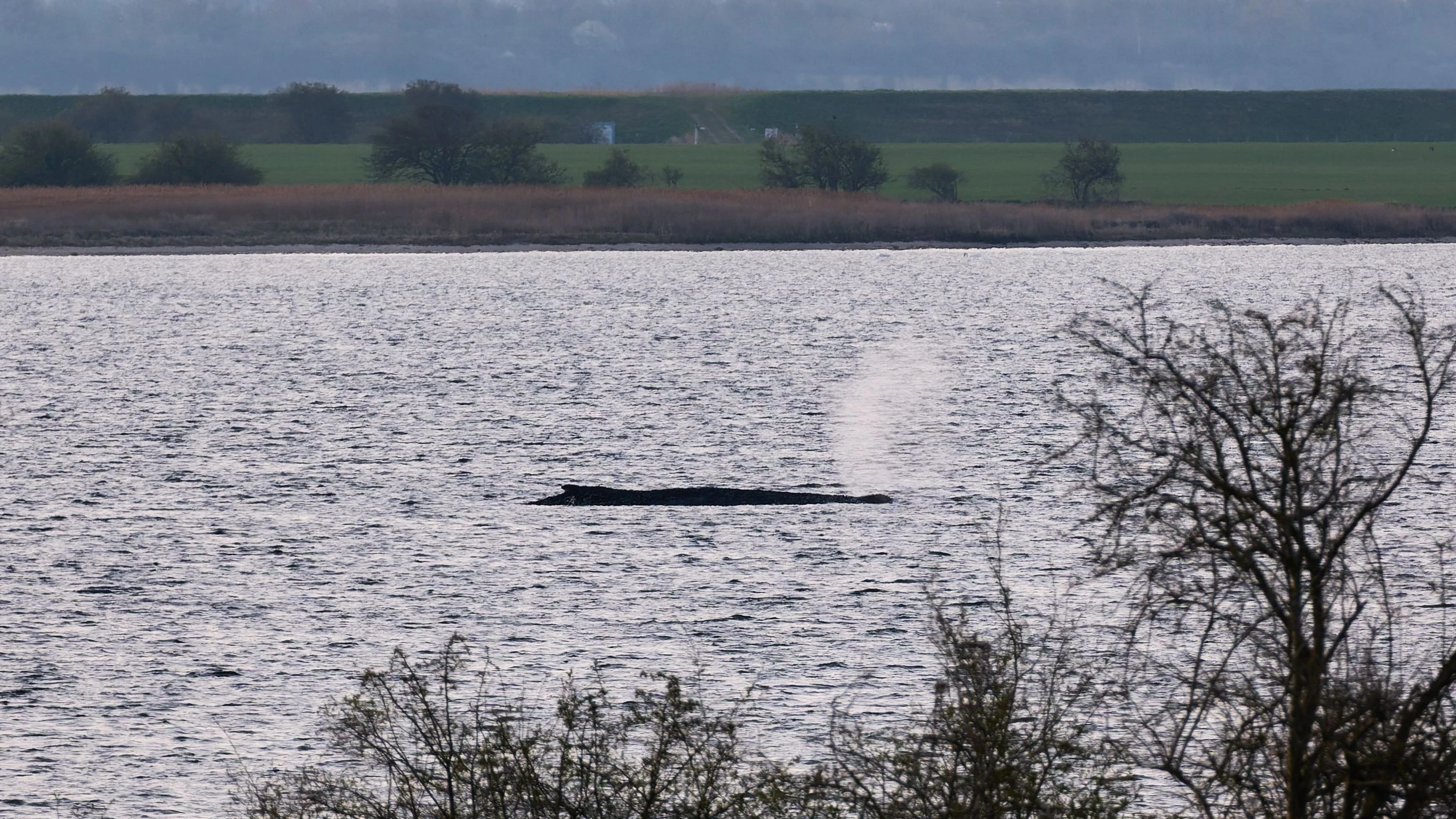 Sterbender Buckelwal: Er macht seine letzten Atemzüge Sterbender Buckelwal: Er macht seine letzten Atemzüge