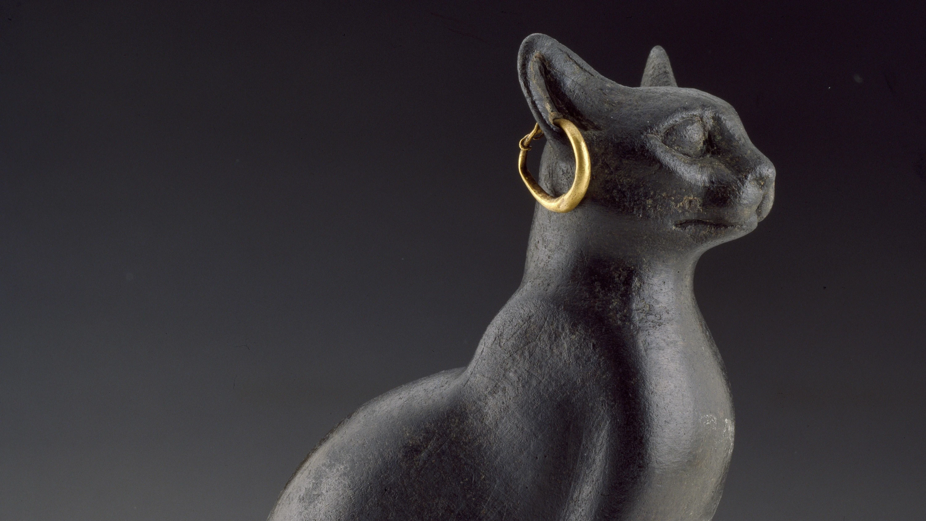 Katzen-Forschung: Die Erbin des Imperiums