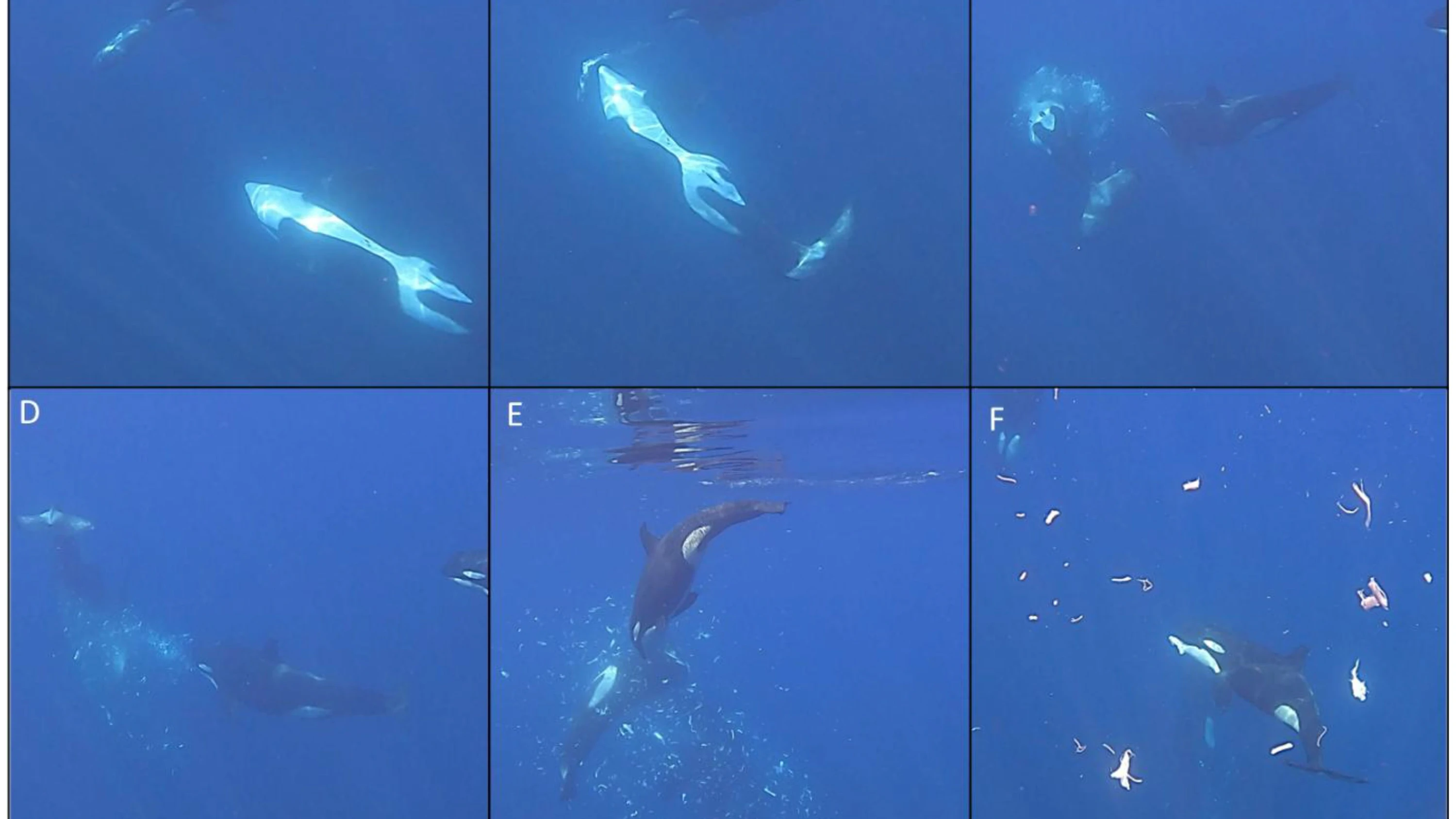 Schräges Verhalten: Warum Orcas Riesenfische torpedieren
