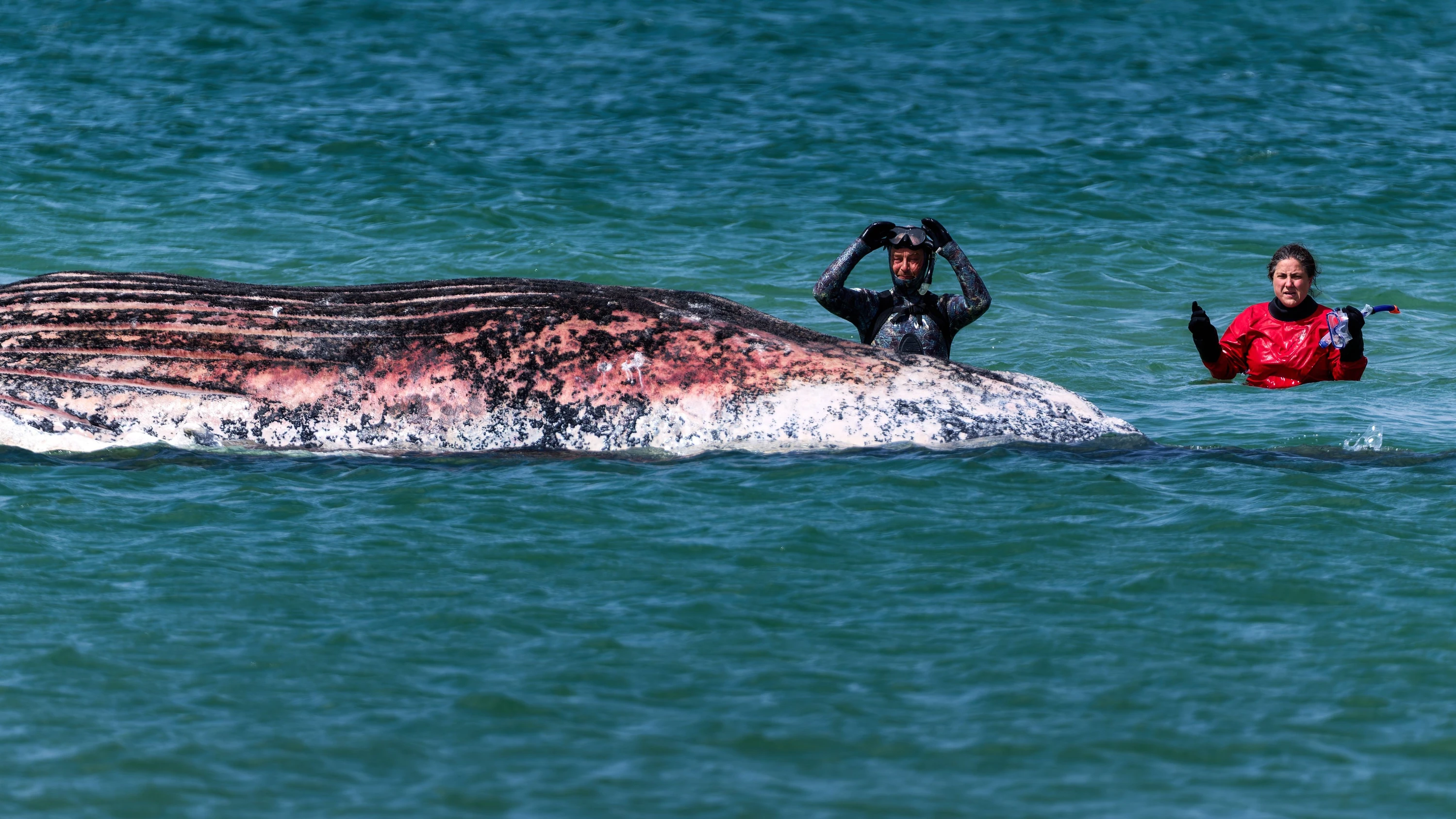Vor der Insel Anholt: Dänische Umweltbehörde: Toter Wal ist „Belästigung“ – nun wird er entfernt Vor der Insel Anholt: Dänische Umweltbehörde: Toter Wal ist „Belästigung“ – nun wird er entfernt