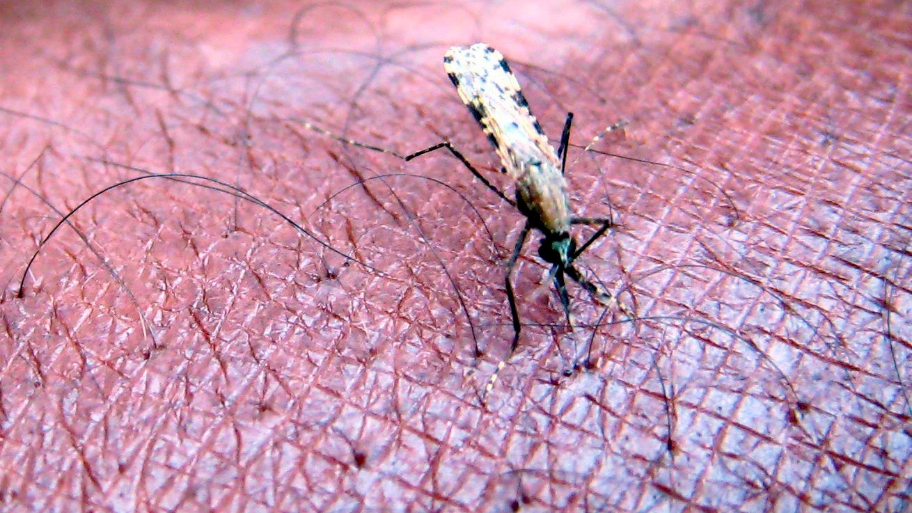 FlughafenMalaria: Auf der Suche nach der infizierten Anopheles-Mücke