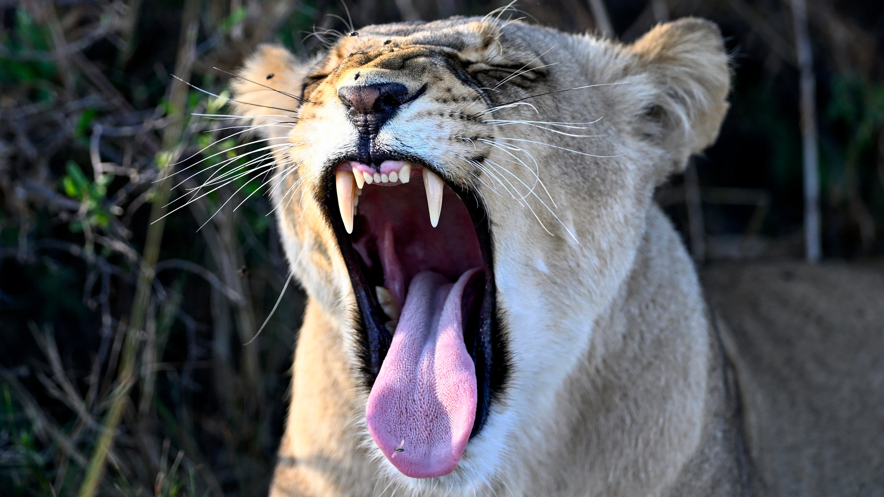 Safari in Botswana: BOTSWANA Noahs Revier