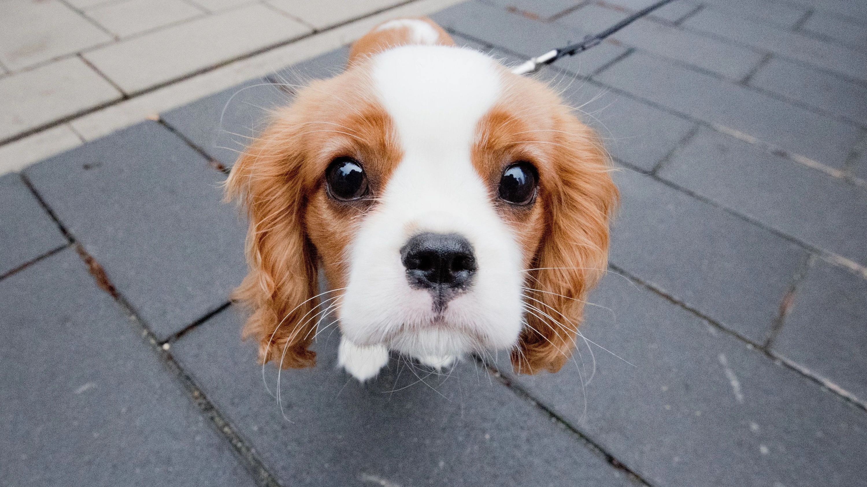 F.A.Z. Podcast Wissen: Verstehen Hunde, was wir ihnen sagen?