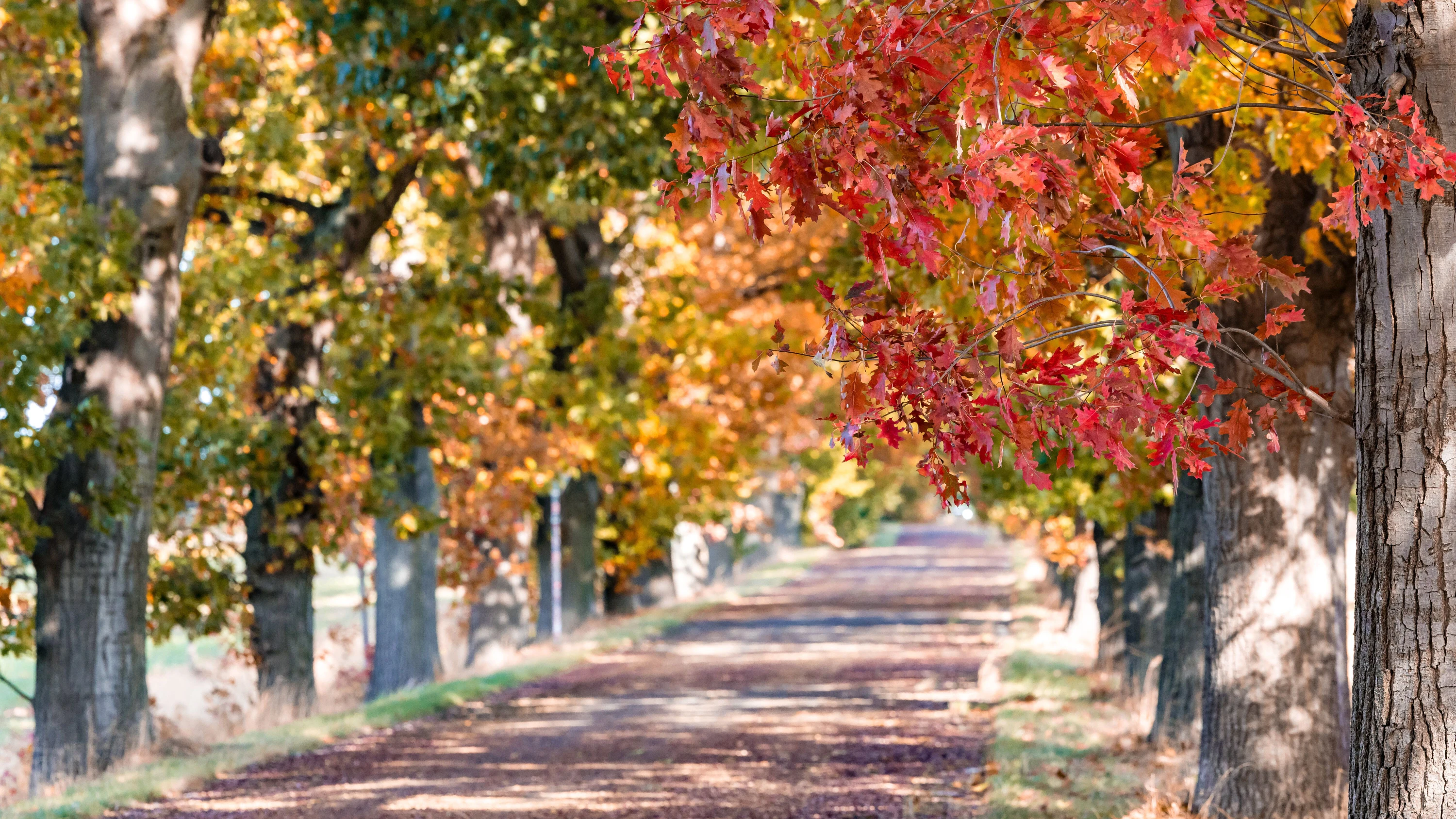 Wie erkläre ich's meinem Kind?: Warum Blätter im Herbst bunt werden und im Sommer braun