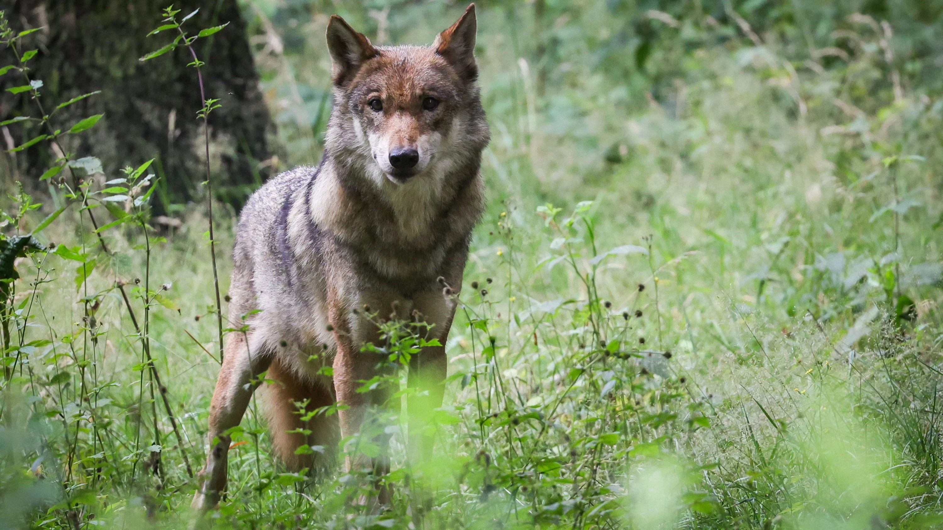 Künstliche Intelligenz: Der Wolf in der KI