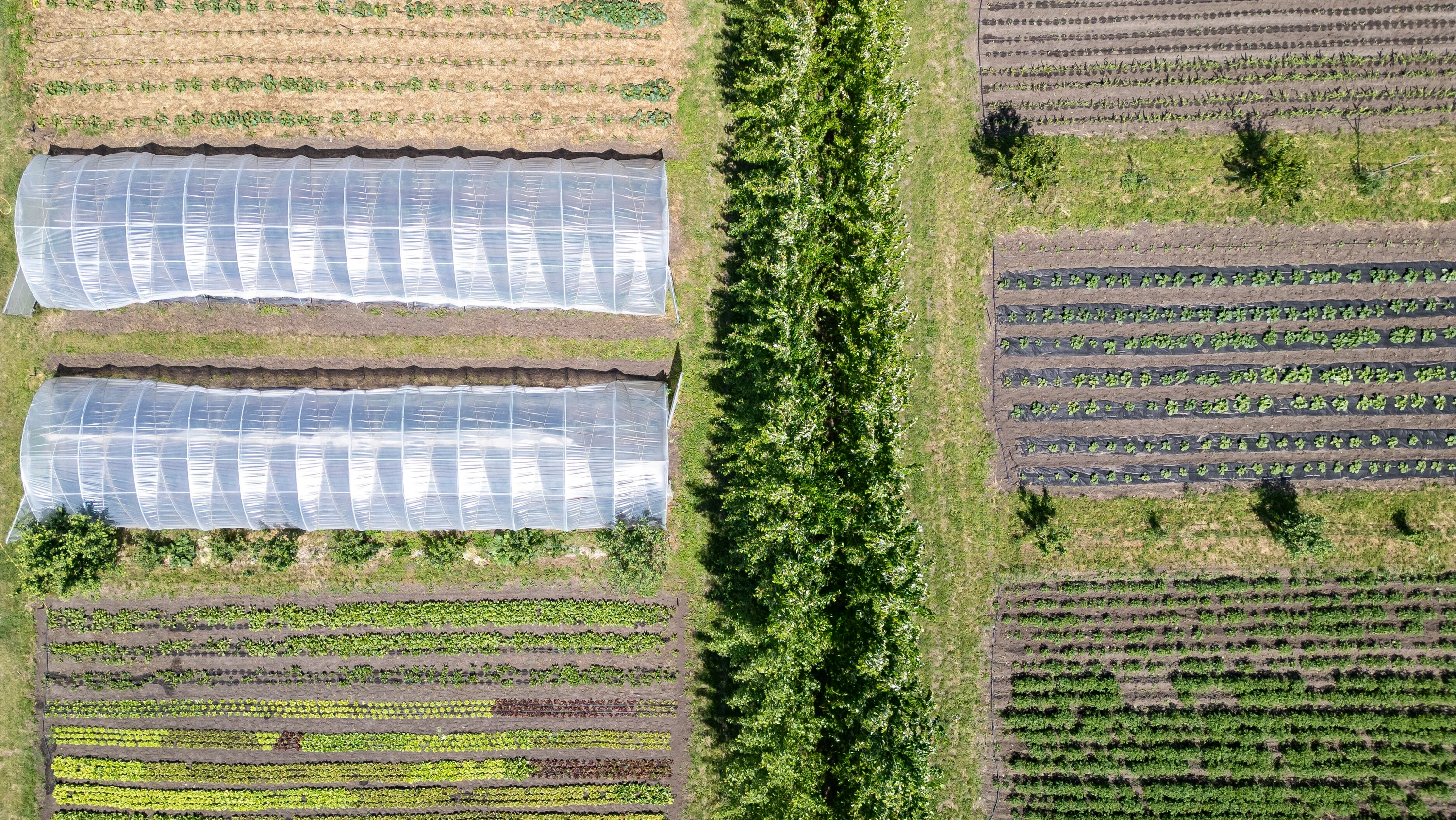 Auf den Äckern sollte mehr Vielfalt helfen – wie hier auf einem Biohof - picture alliance/dpa