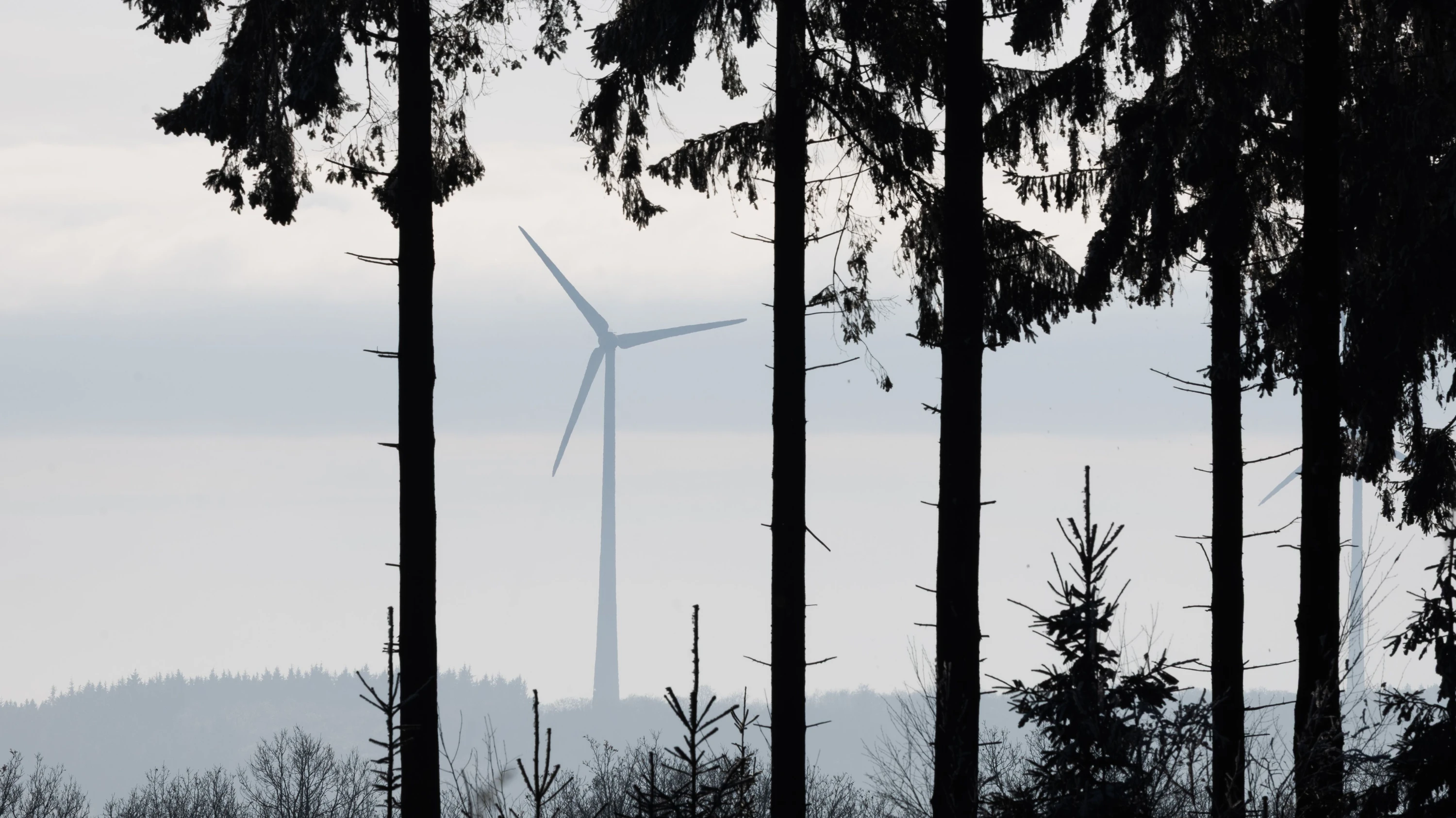 Erneuerbare Energien: Stirbt der Windpark „Hohe Wurzel“ per Gesetz?