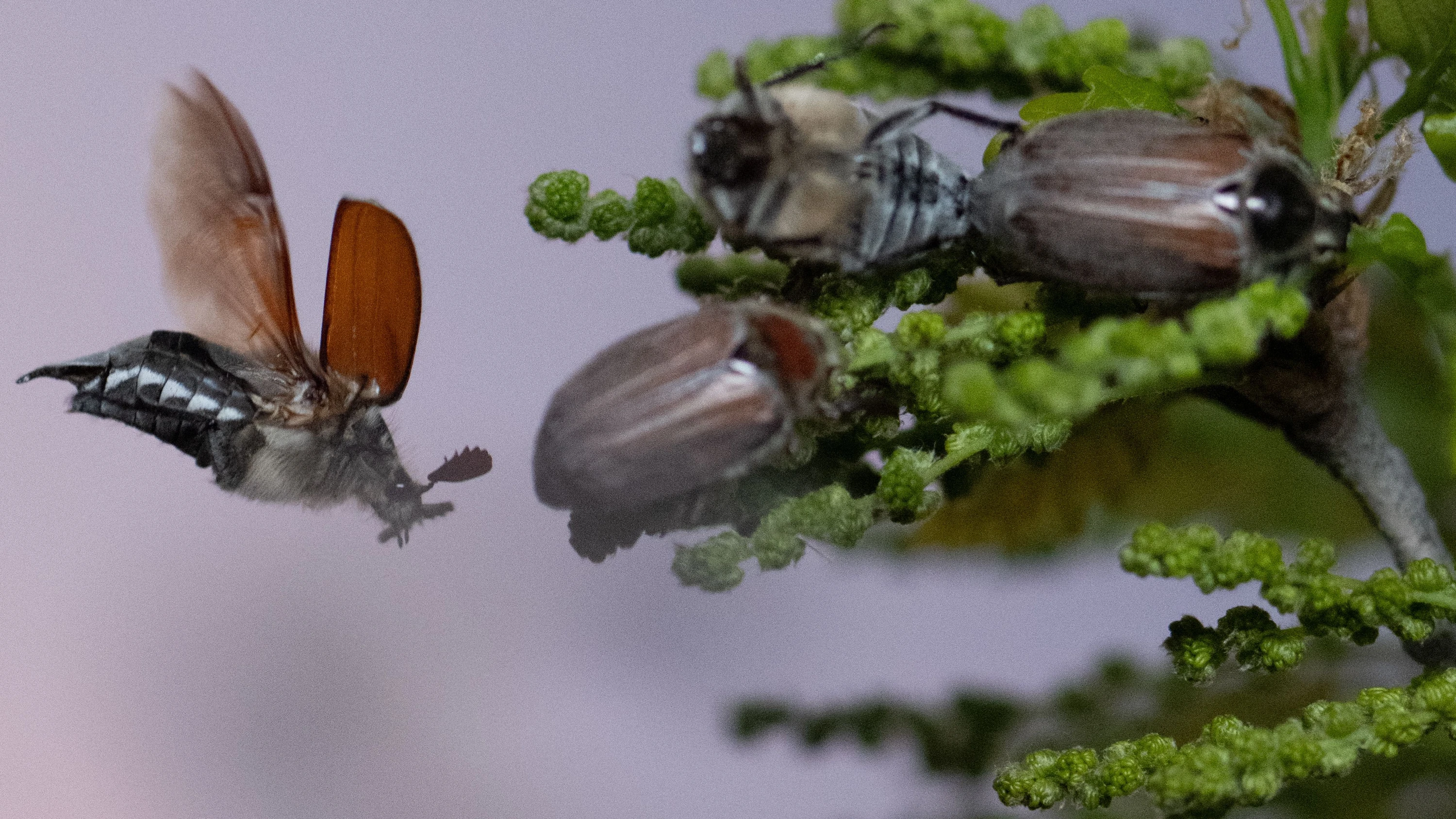 Bild: Ried in Hessen: Millionen Maikäfer: Wo der Massenausflug gerade in Gang kommt