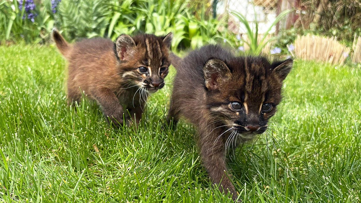 Acht Katzen europaweit: Seltene Goldkatzen im Zoo Heidelberg geboren Acht Katzen europaweit: Seltene Goldkatzen im Zoo Heidelberg geboren